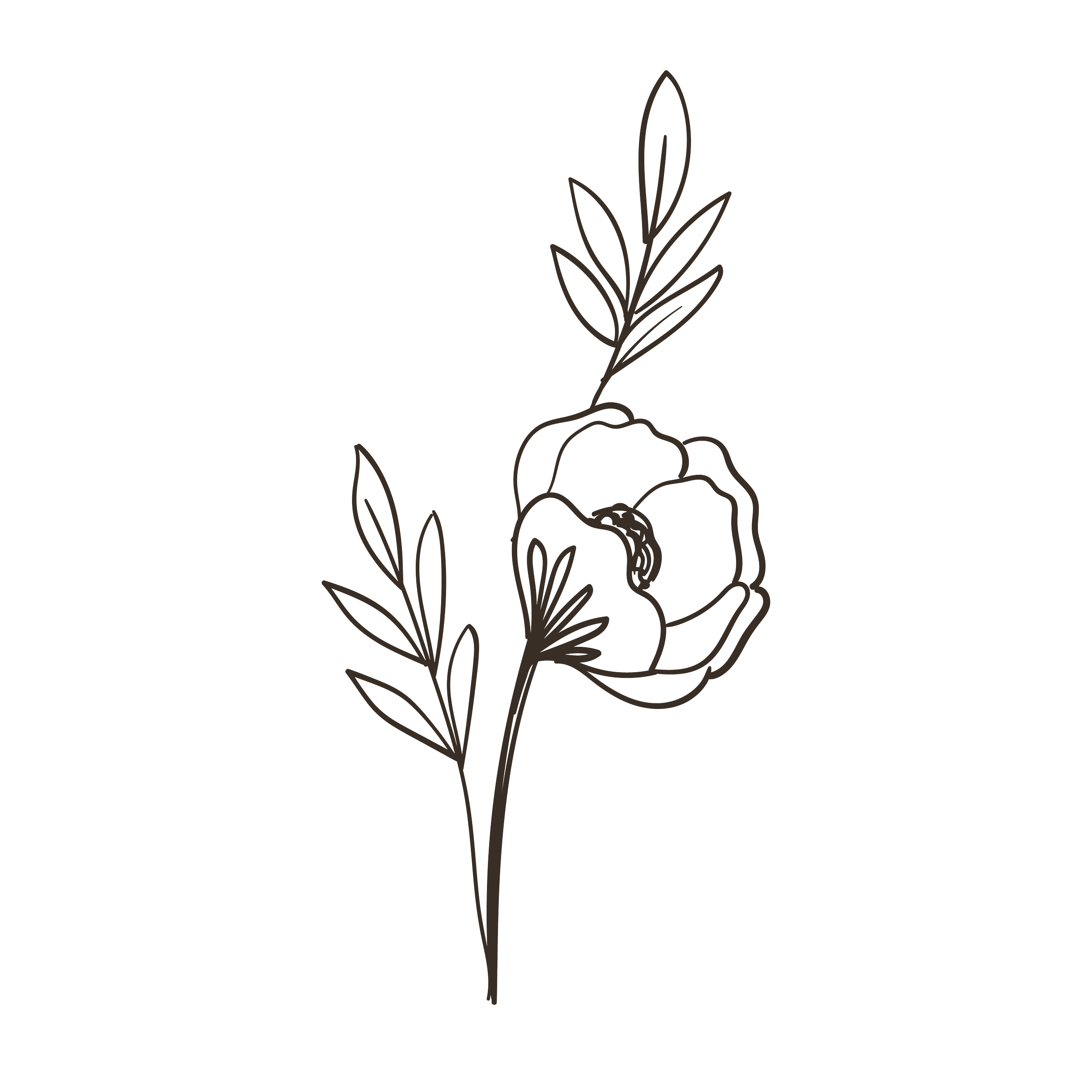 Line drawing of a plant with multiple elongated leaves and a flower at the top, attached to a thin stem.