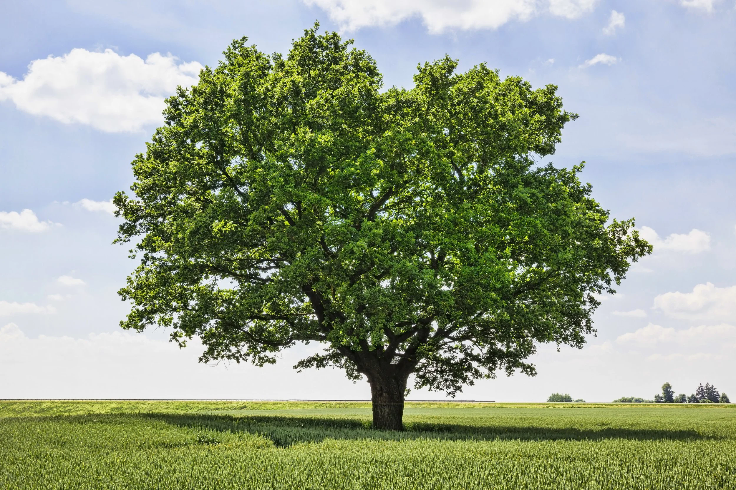 Be like the tree
