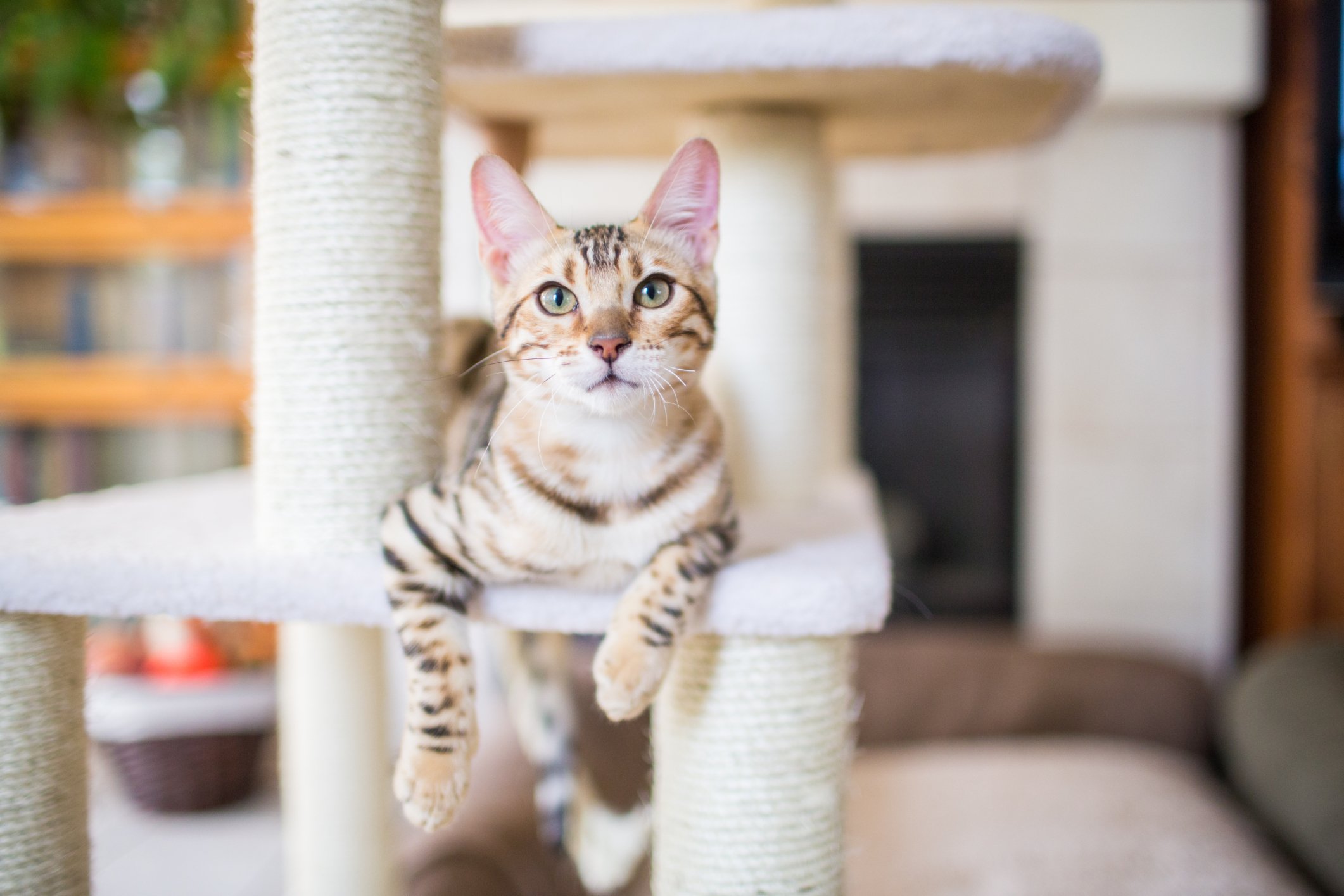 Cats as mind readers