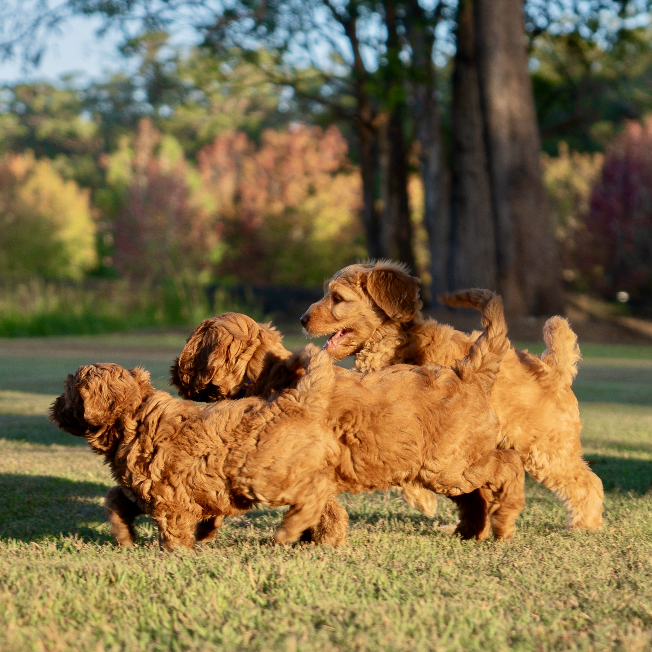 Group of cobberdog puppies playing on green grass in a park with tall trees in the background.
