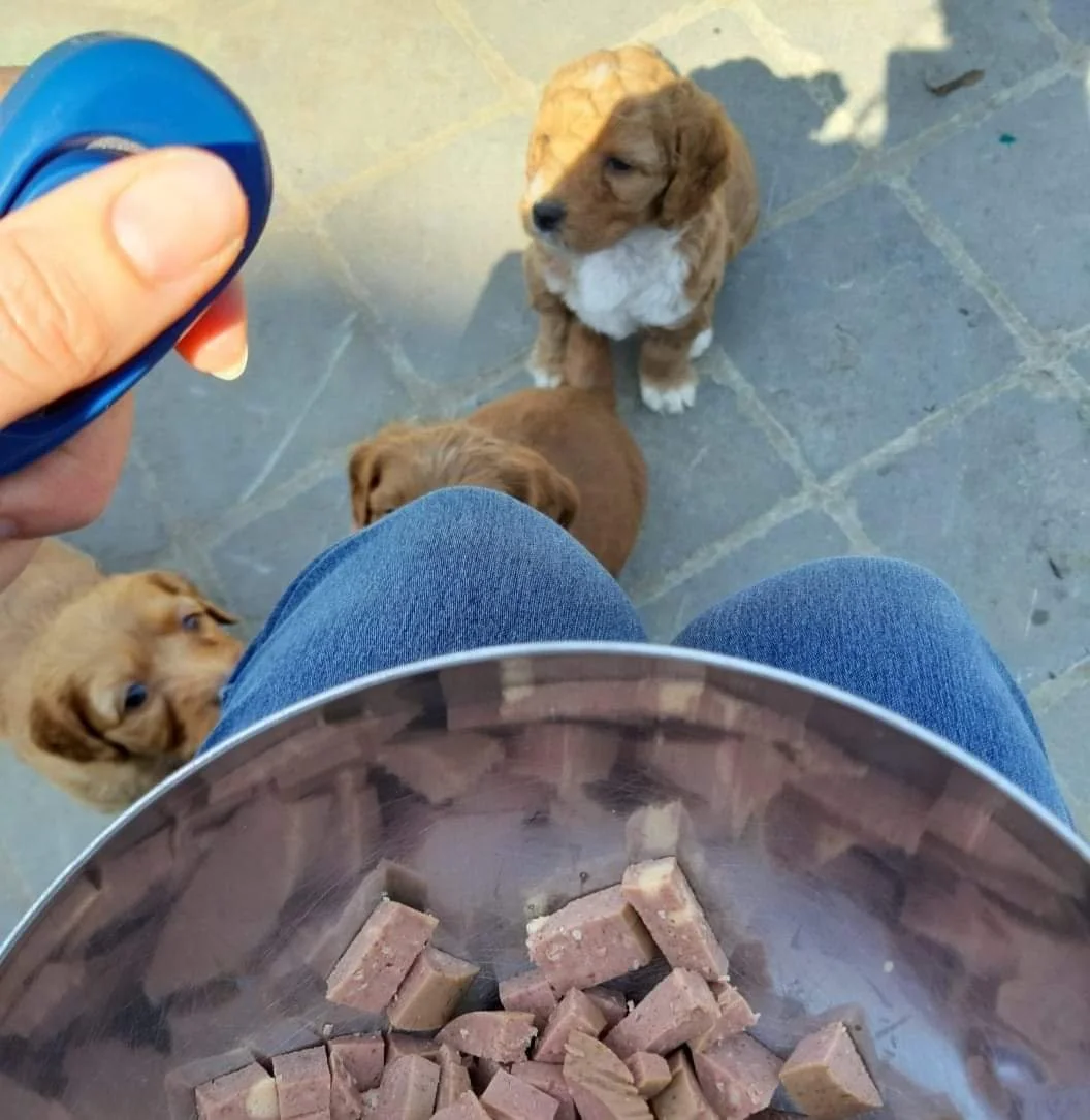 Person holding a spoon of dog food with three cobberdog puppies looking up.