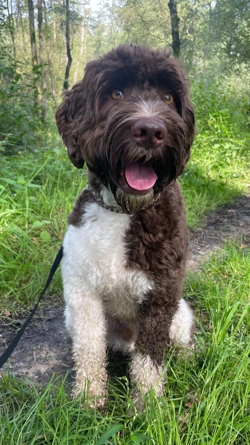 A brown and white cobberdog sitting on a forest trail with lush green foliage in the background.