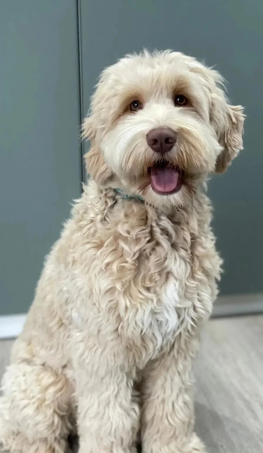 A happy, blonde cobberdog