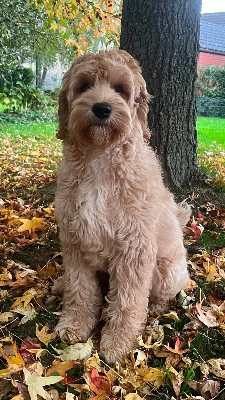 A gold cobberdog puppy sitting outdoors on autumn leaves near a tree trunk, with trees and houses in the background.