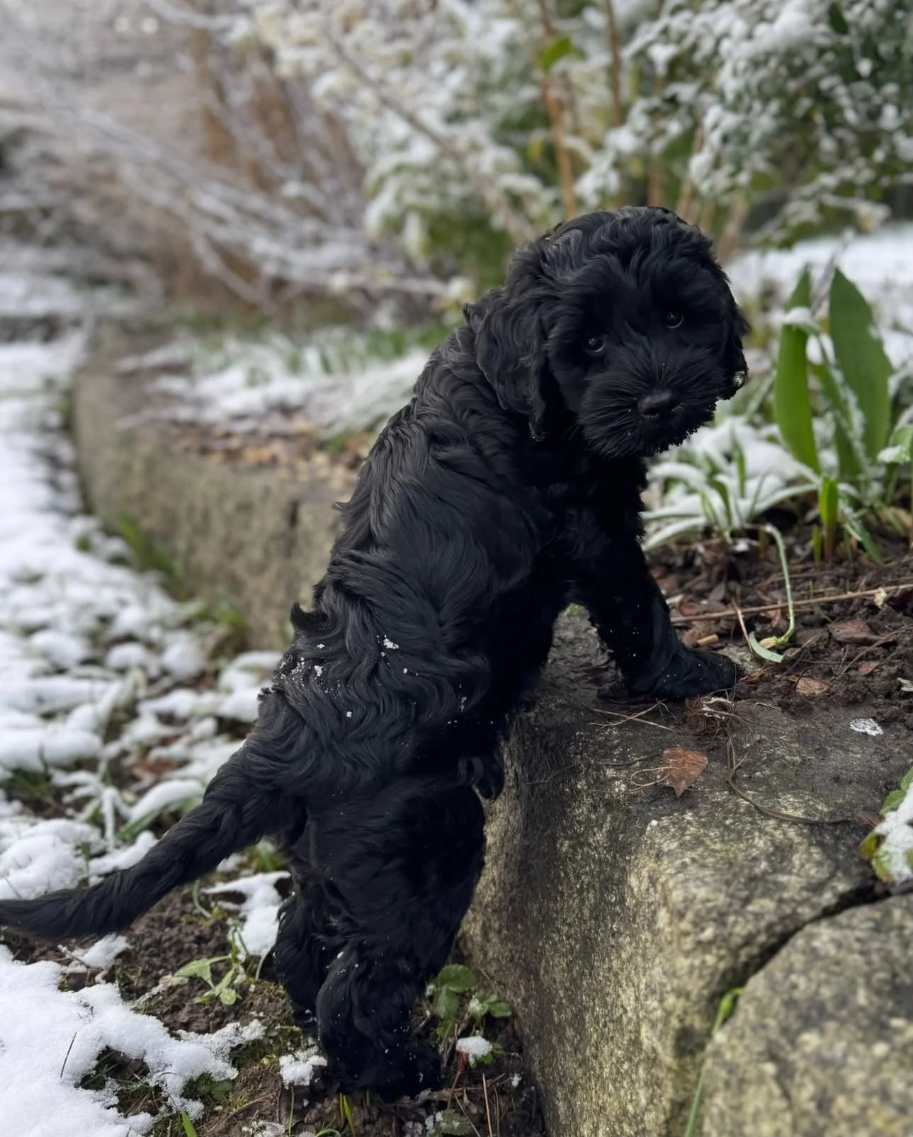 A black puppy with wavy fleece sitting outdoors near a fallen tree trunk with snow on the ground and green plants in the background.