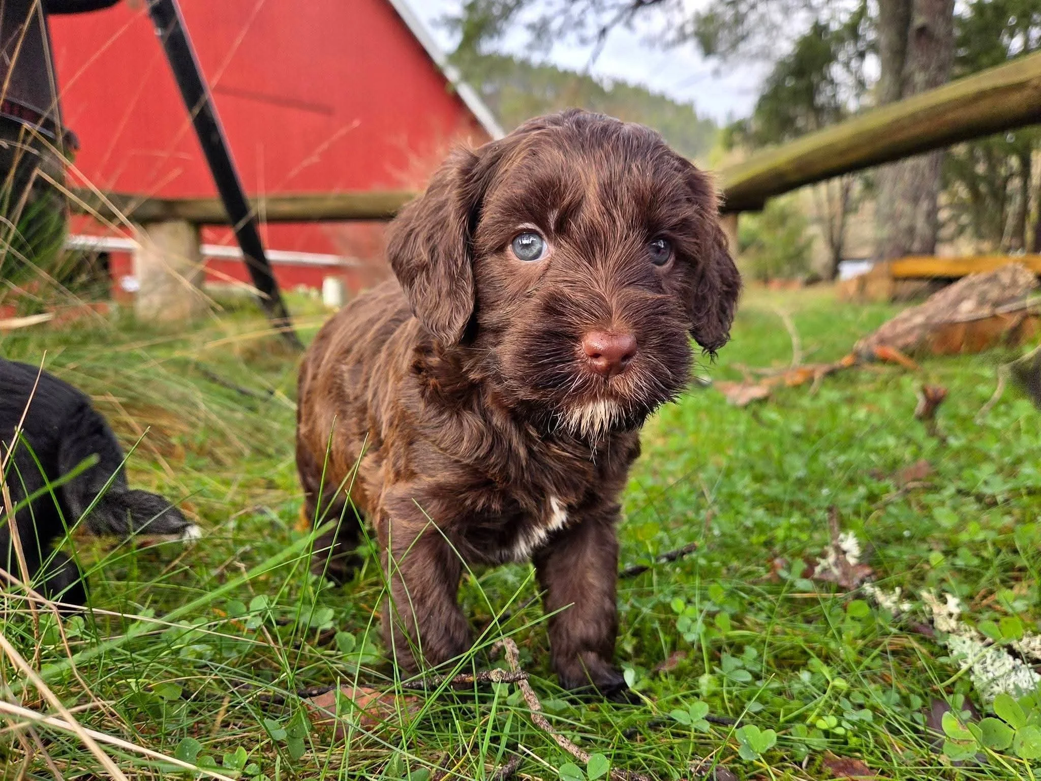 A small brown cobberdog puppy with blue eyes standing on green grass in front of a red building with a wooden fence.