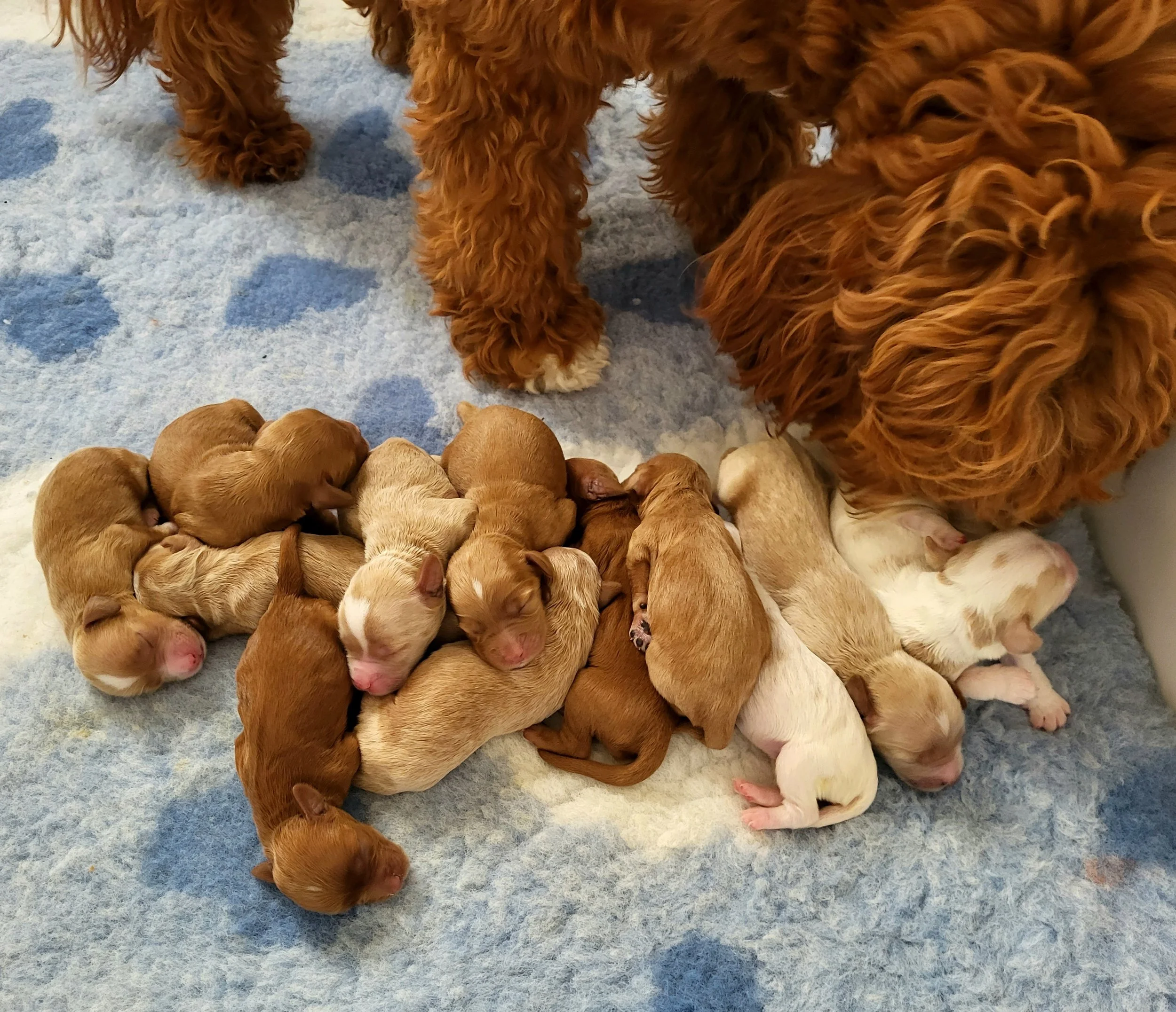 Multiple newborn Cobberdog puppies and their Cobberdog mother, lying on a light blue and white blanket.