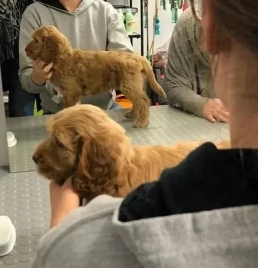 Group of breeders assessing the conformation and structure of an Australian Cobberdog puppy