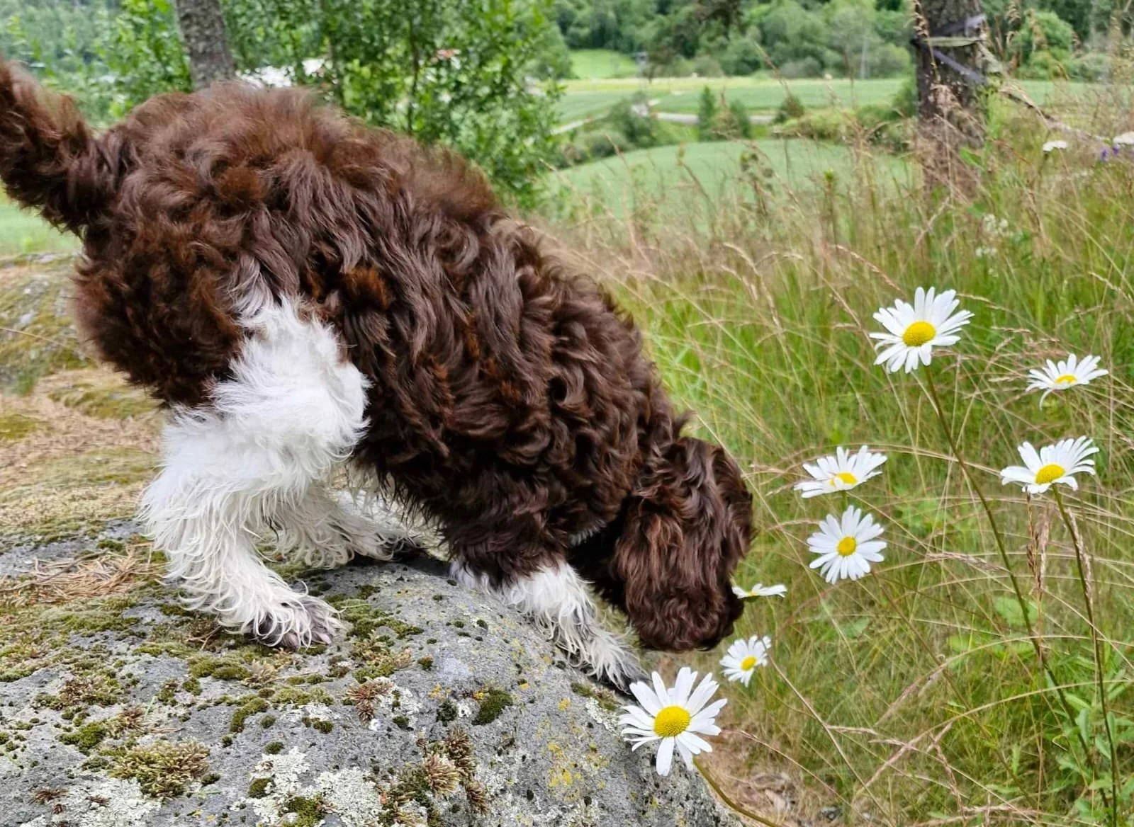 Cobberdog sniffing daisies