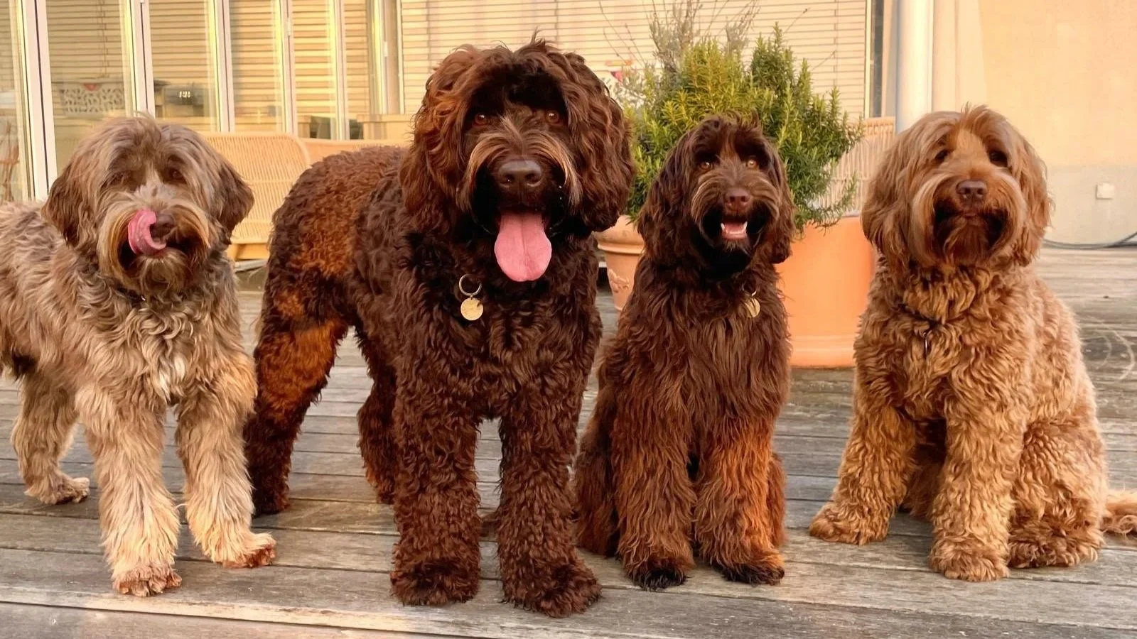 Four fleece coated Australian Cobberdogs standing on a wooden deck outside, with potted plants and a glass door in the background.