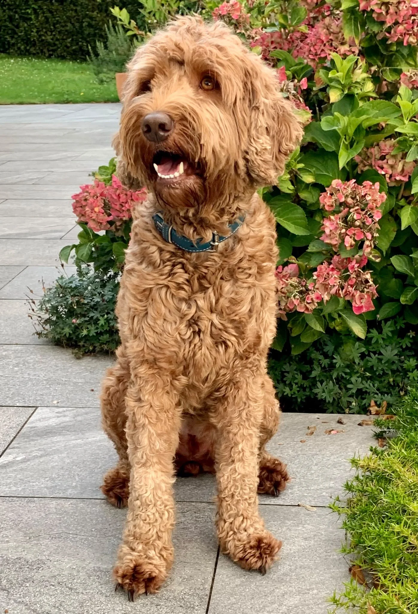 A fluffy caramel gold cobberdog with wavy fleece sitting on a wooden deck next to pink and green flowering bushes, with a lawn in the background.