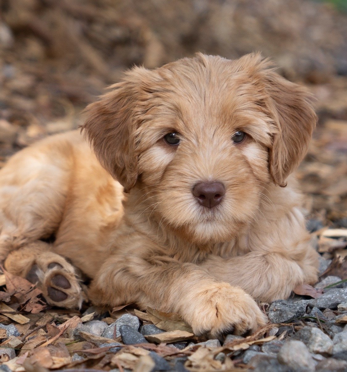 A cute cobberdog puppy laying on the ground amidst dry leaves and small rocks, looking directly at the camera.