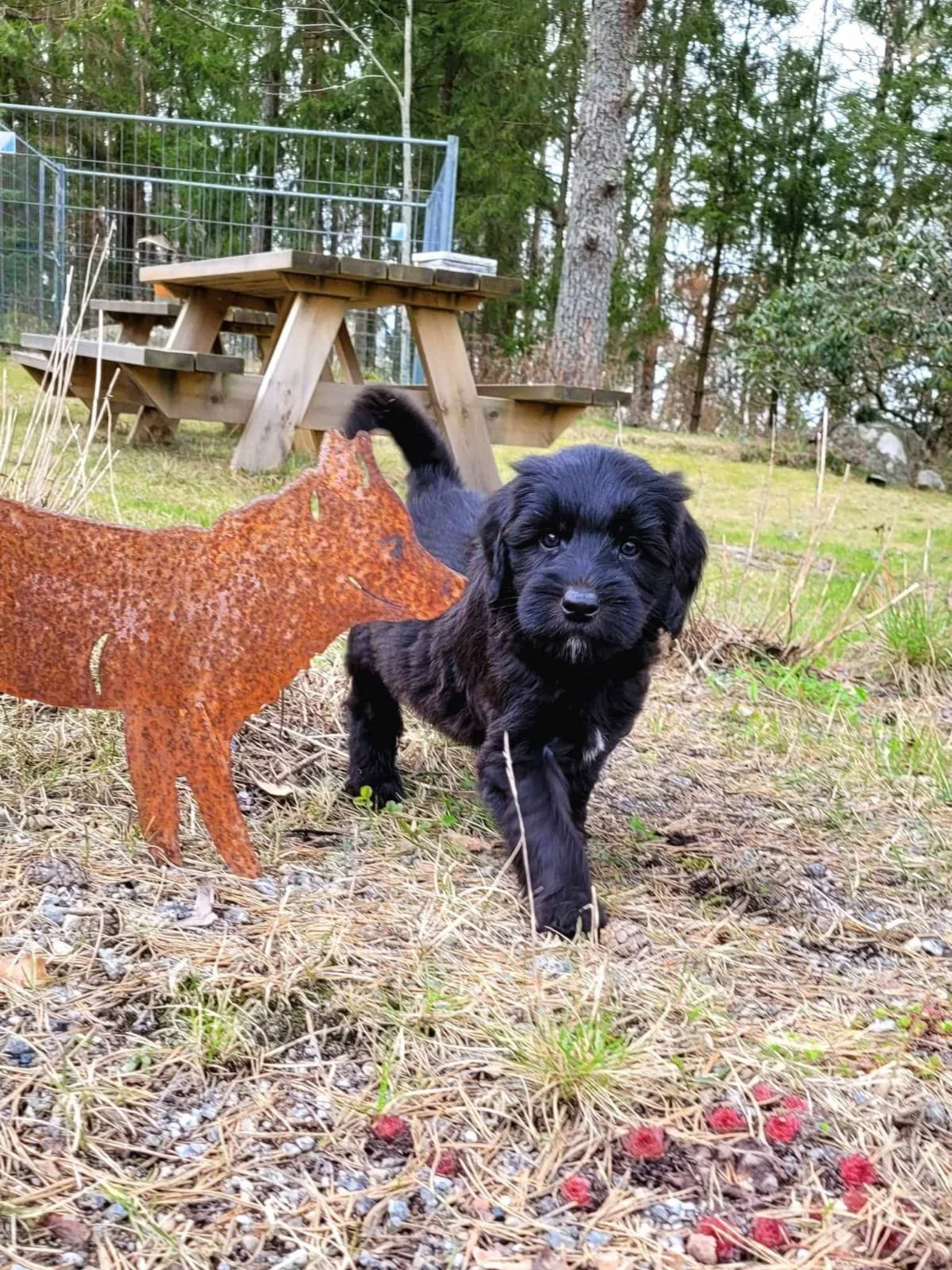 A black cobberdog puppy with floppy ears walking on grass next to a rusty metal dog-shaped sculpture outdoors, with a wooden picnic table and trees in the background.