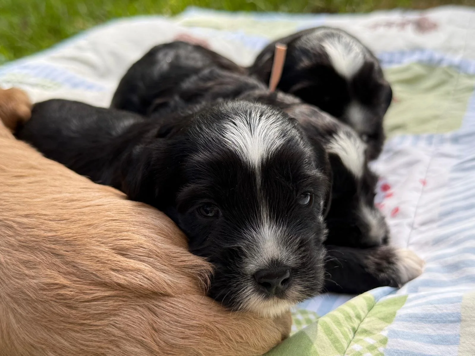 Three cobberdog  puppies lying on a blanket outdoors, with one puppy resting its head on the other's body, looking at the camera. The puppies have black and white fur, with the front puppy having a white stripe on its face.