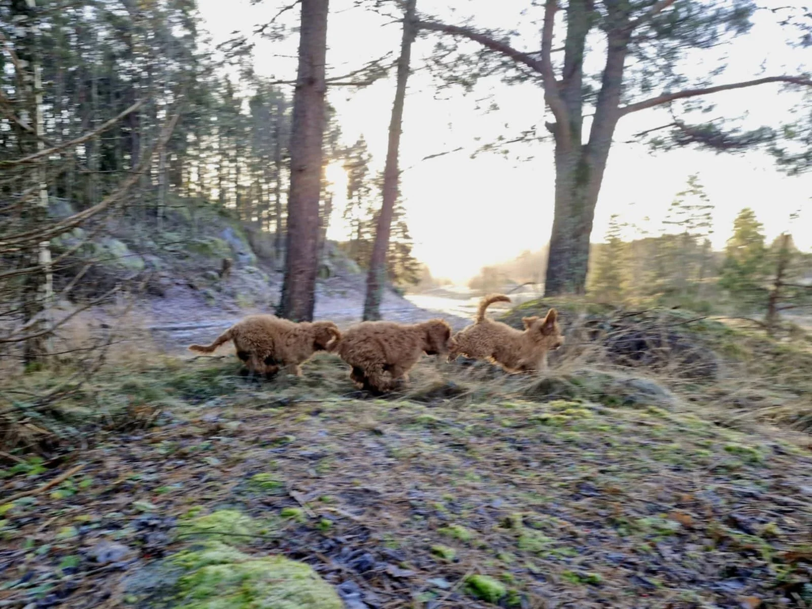 Three small cobberdog puppies running through a forest with trees and sunlight in the background.