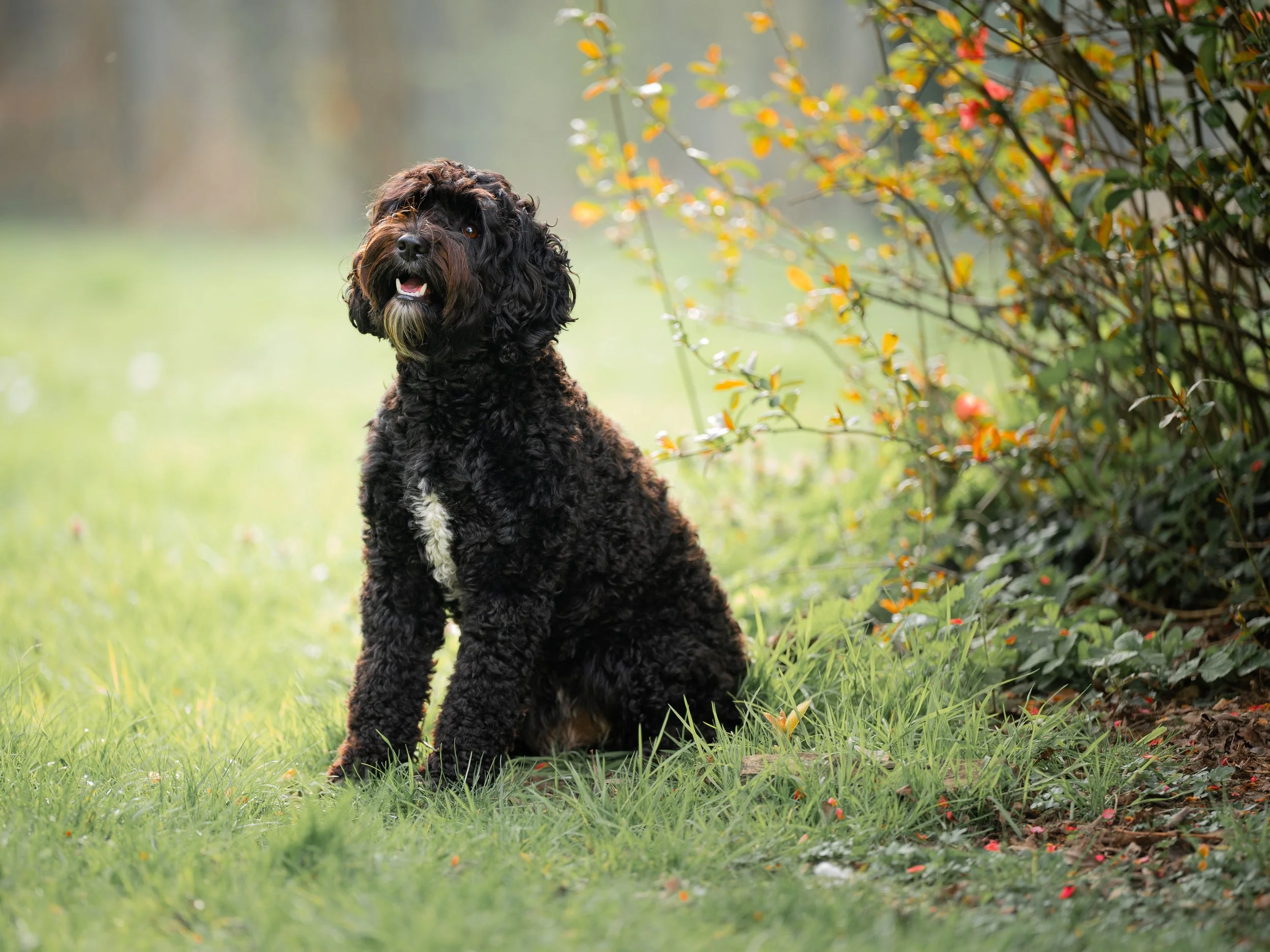 A black cobberdog sitting on green grass in a park, with colorful foliage on bushes to the right and a blurred background.