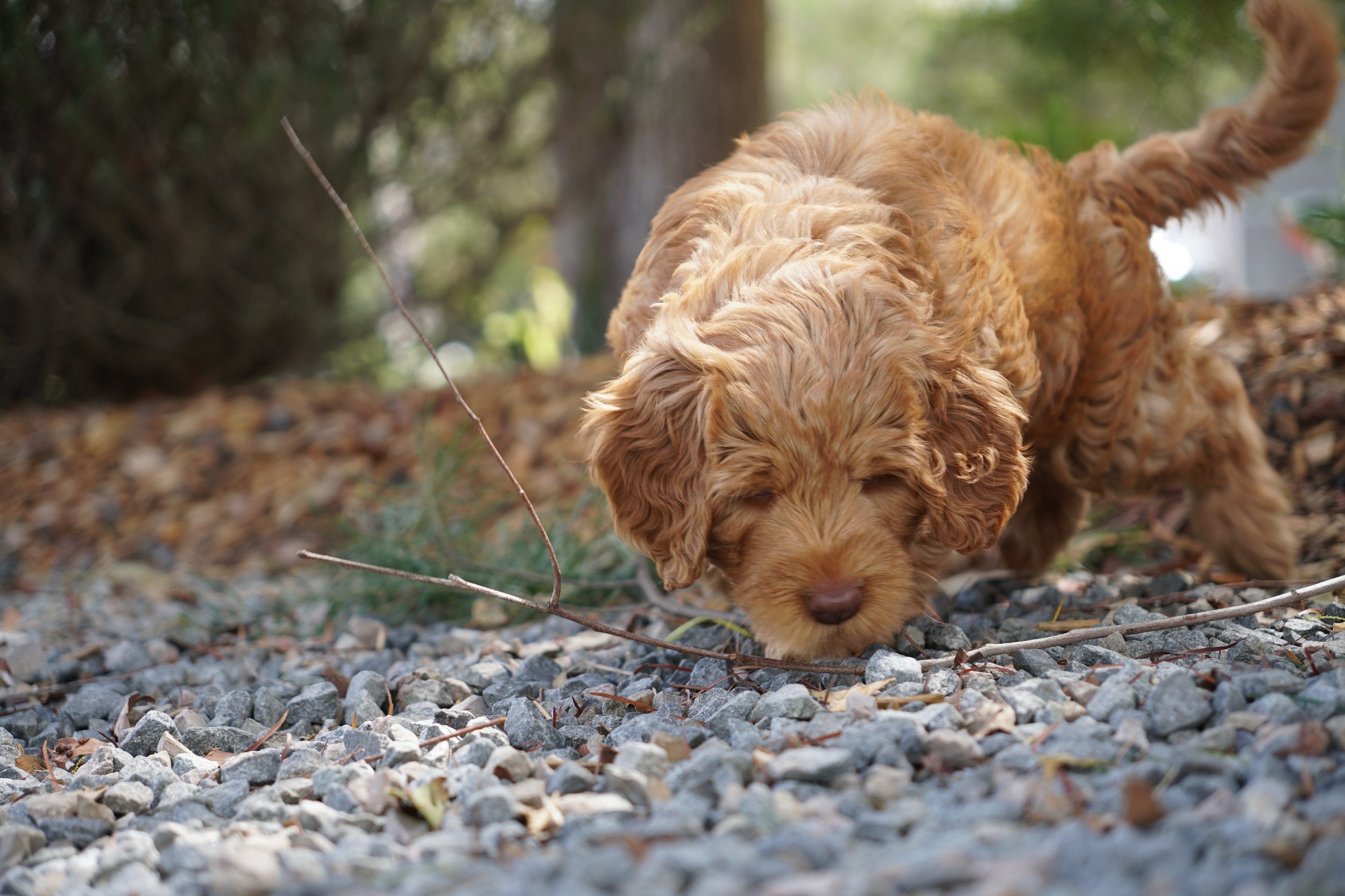 A black cobberdog dog sitting on grass near a bush with orange and green leaves.