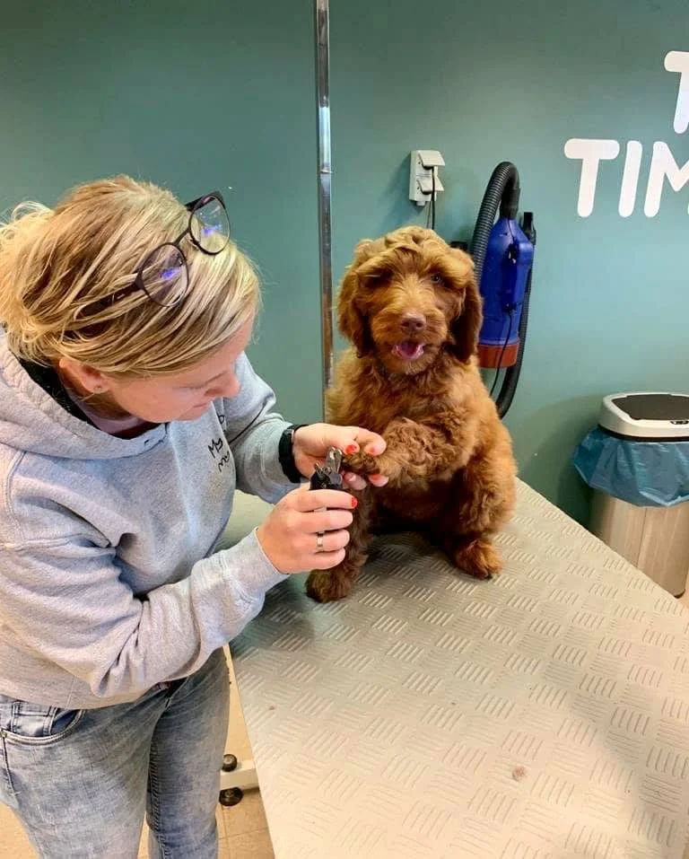 A cobberdog having its nailed trimmed