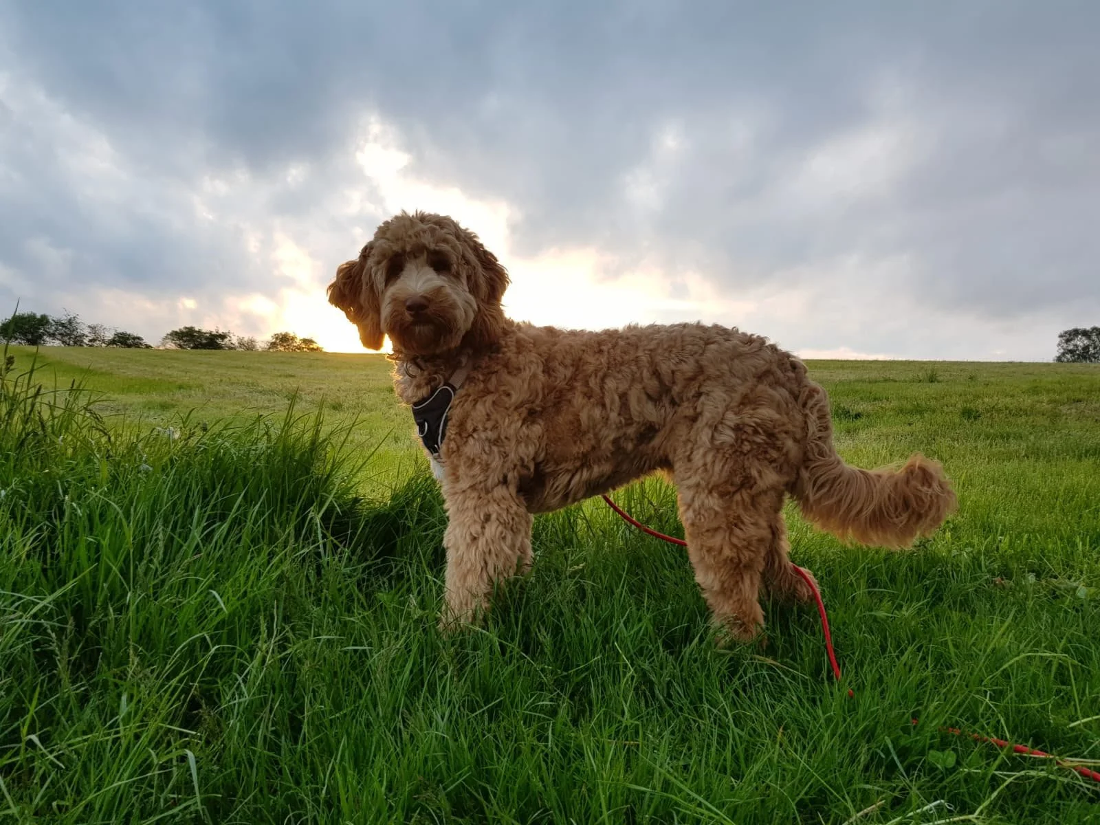 A cobberdog dog with a black harness stands on green grass in a wide open field, with a cloudy sky and a low sun setting in the background.