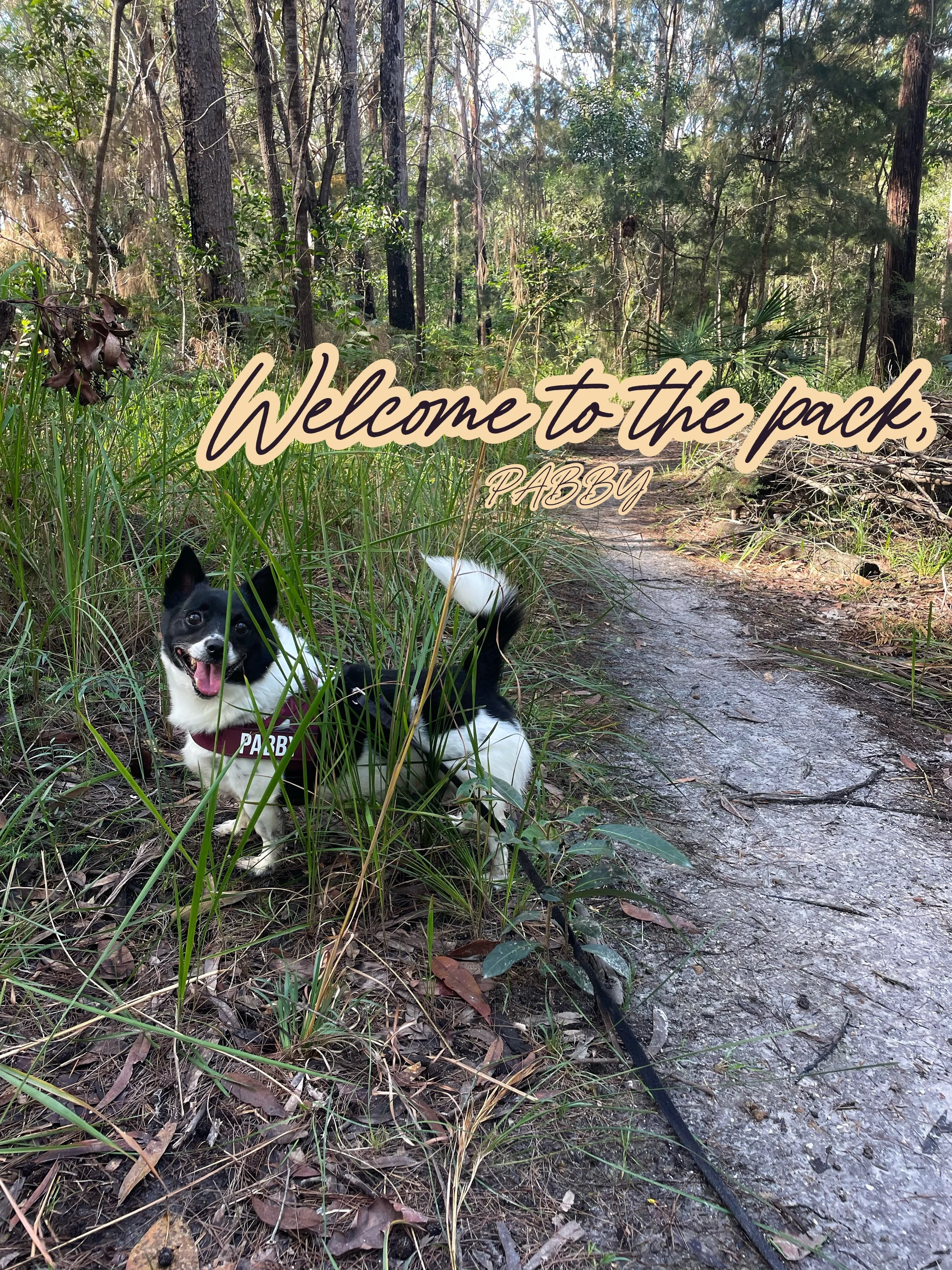 Meet Pabby 🐾

I&rsquo;m excited to officially introduce the newest member of the Pack &amp; Trails family.

We&rsquo;ll be heading out on regular adventures together, exploring trails, sniffing every interesting scent we can find, and enjoying some 