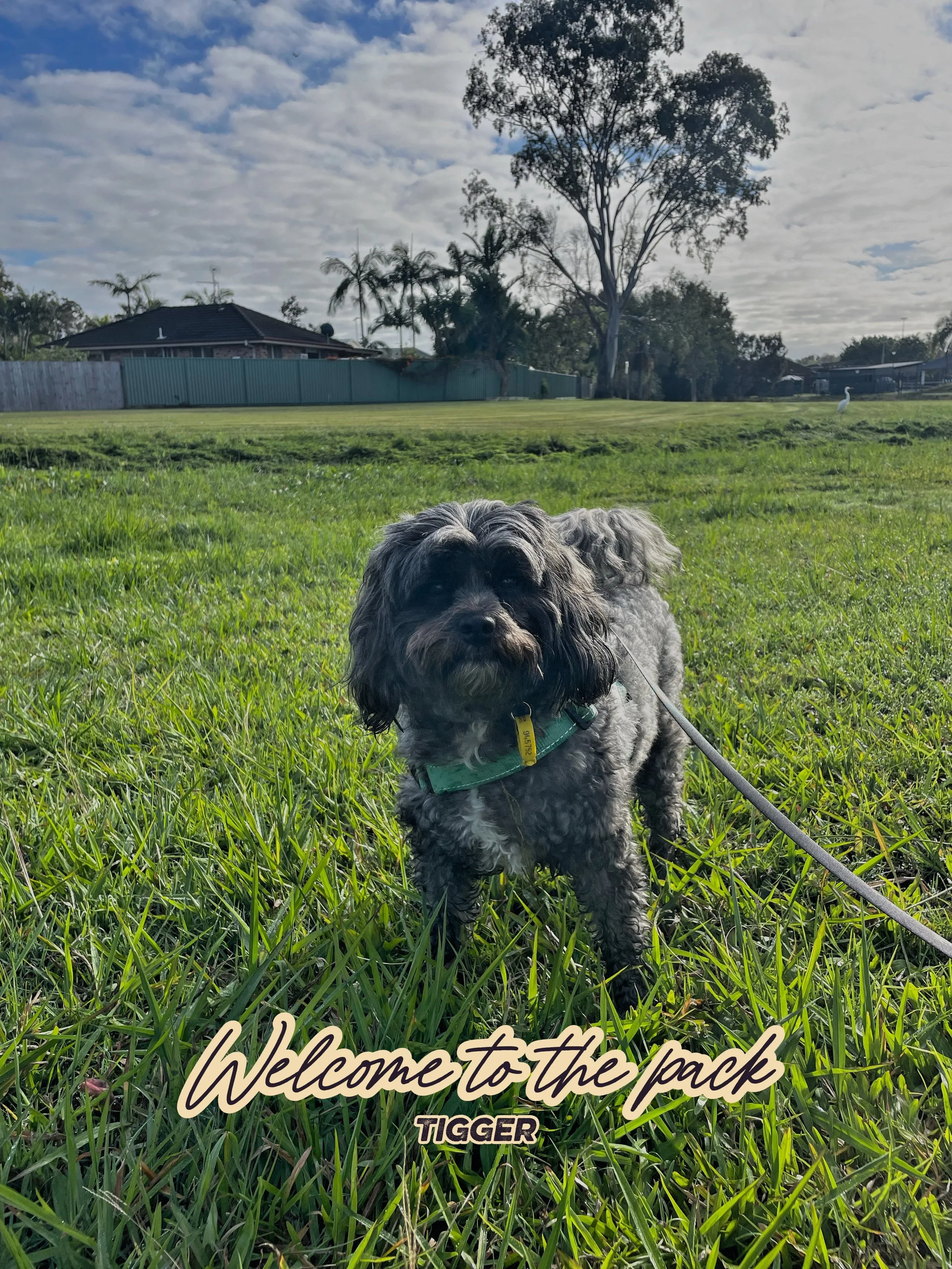 🐾 Meet Tigger aka Tigs🐾

Today&rsquo;s adventure was with Tigger and just like his namesake from Winnie the Pooh, he has plenty of personality waiting to shine through.

Like many dogs on their first walk, Tigger was a little unsure about leaving M