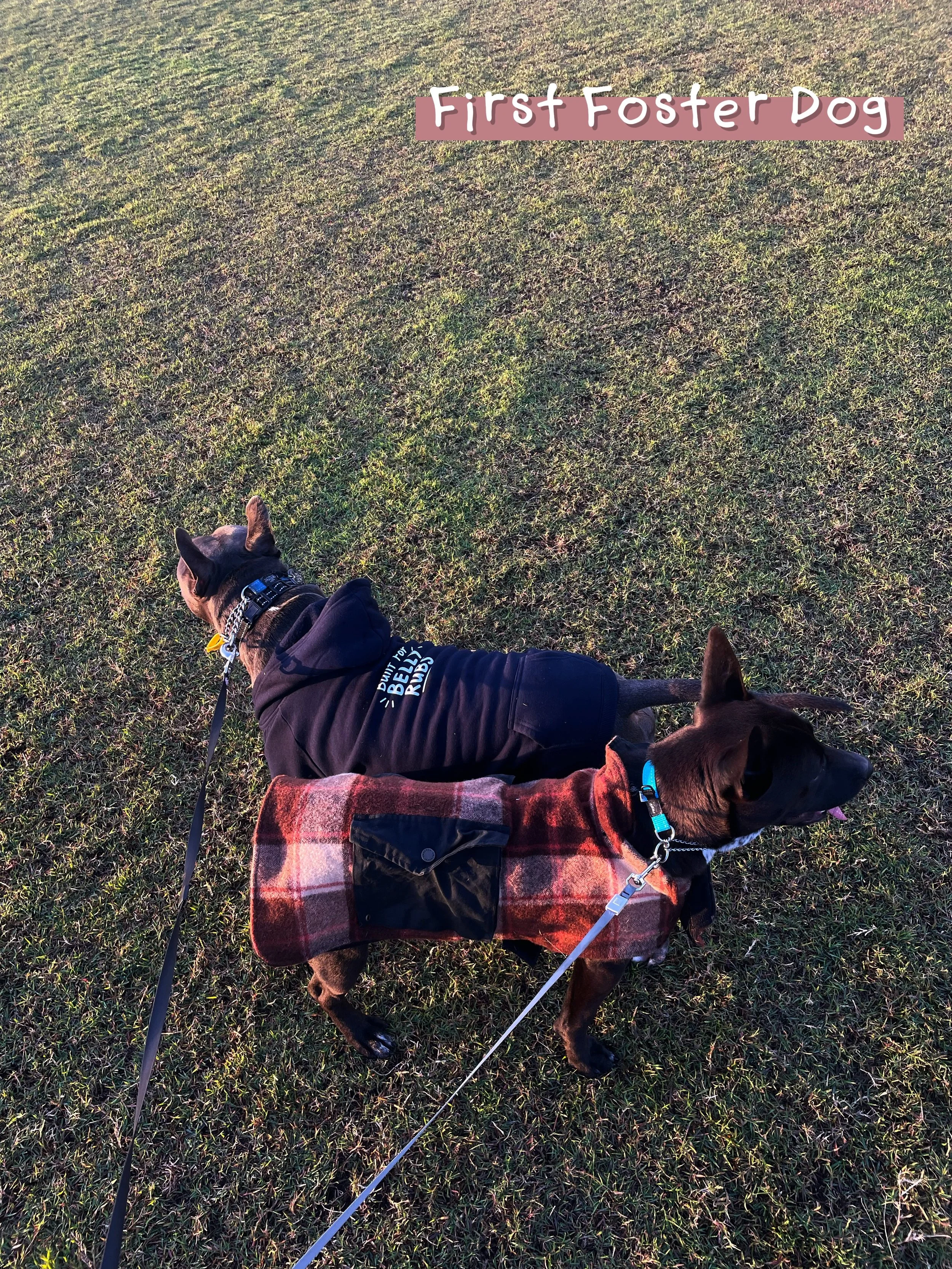Our first foster 💛

Meet Koda, our first foster dog.

Koda stayed with us for a week and a half while he waited for his desexing surgery. It was also Biggie&rsquo;s first time living with an intact male, so we weren&rsquo;t quite sure what to expect