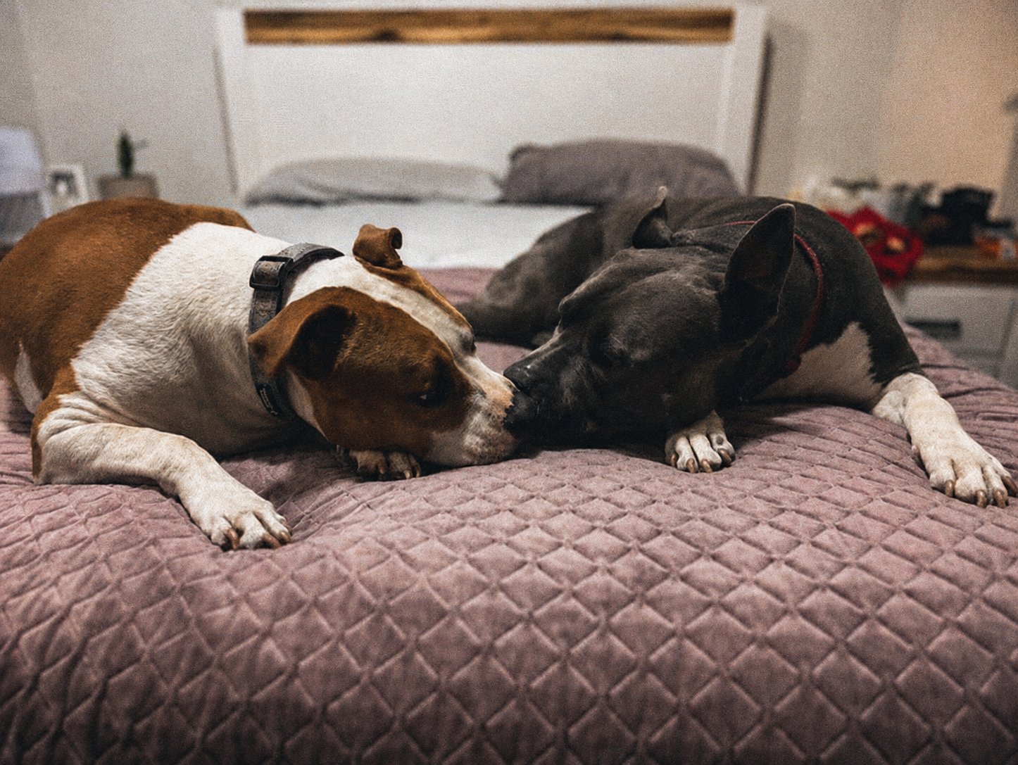 Additional Dog (Same Household)