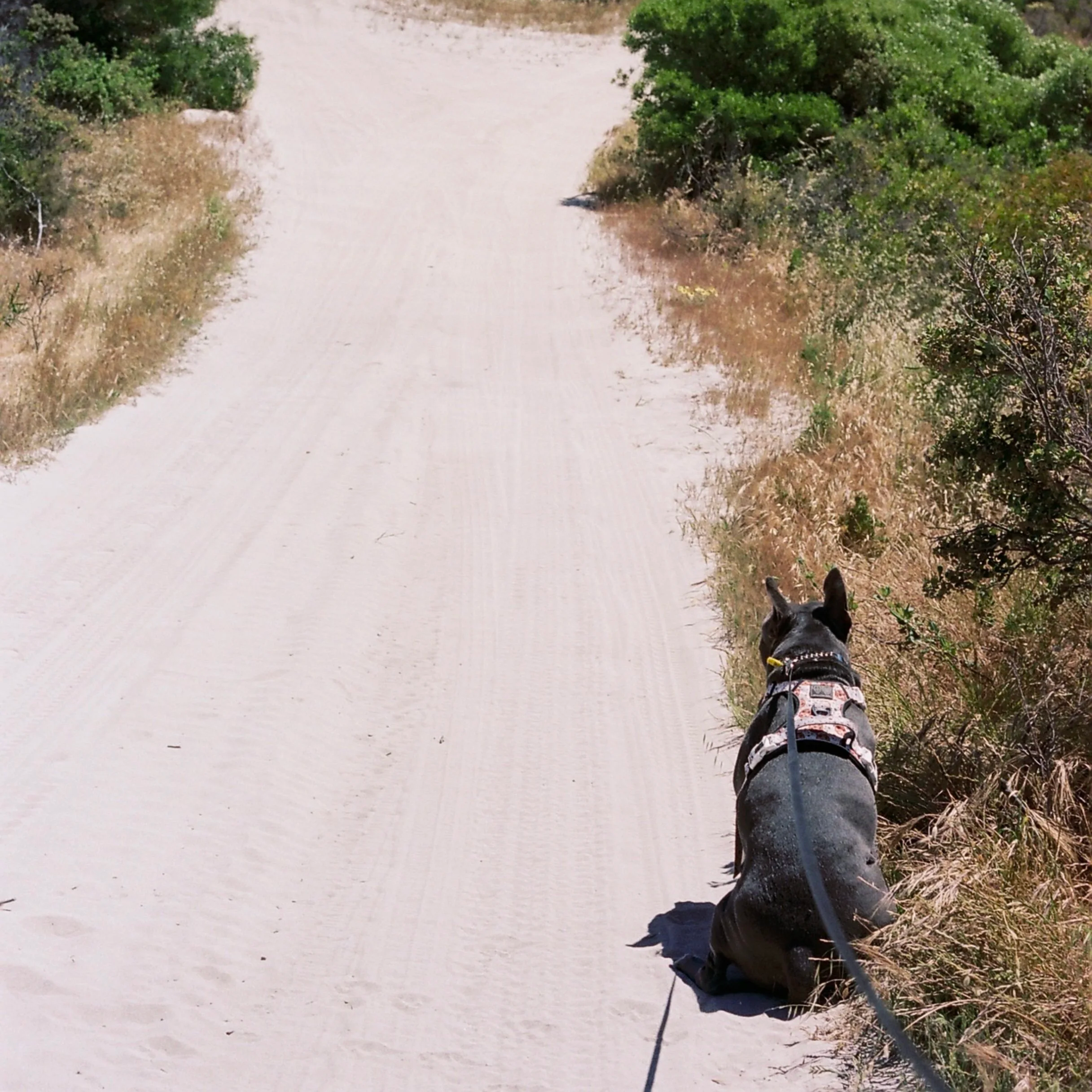 solo+walk.png