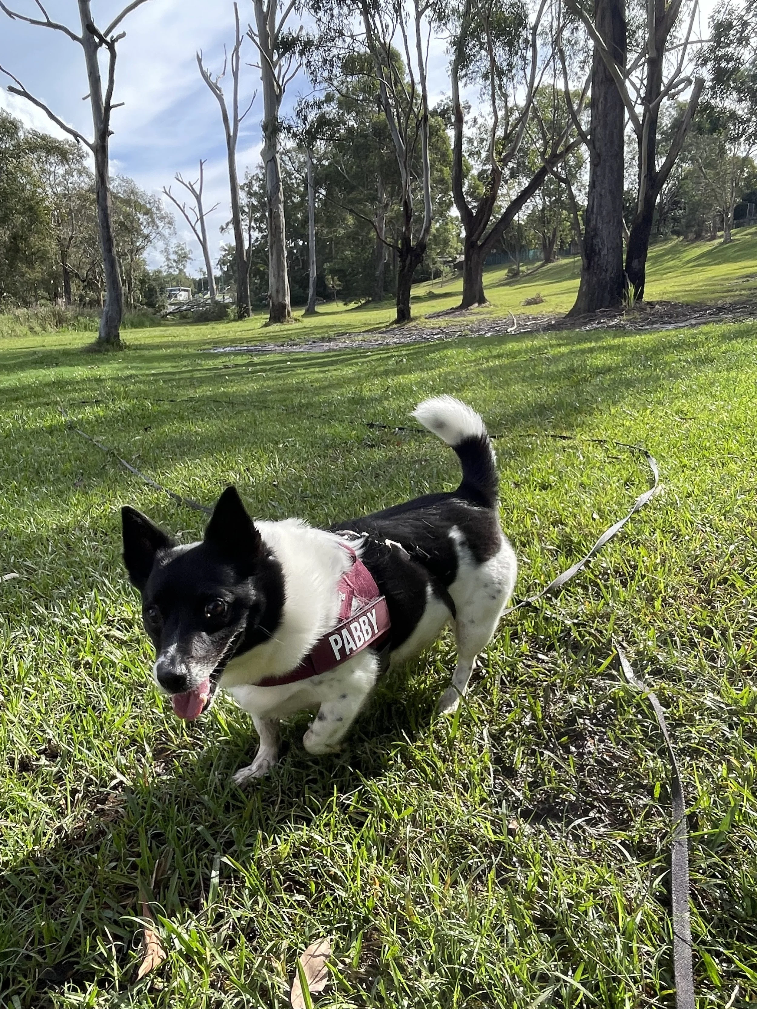 Weekly Pack Walk