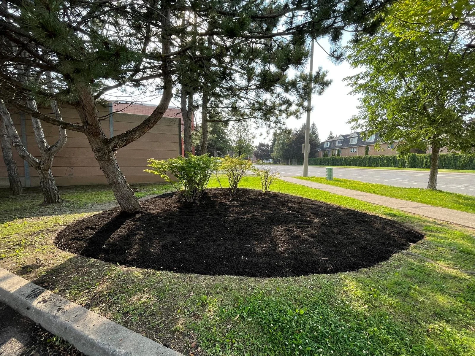 A landscaped small garden bed with dark mulch, containing several small bushes and a tree with a crooked trunk, located near a sidewalk along a street with houses and trees in the background.