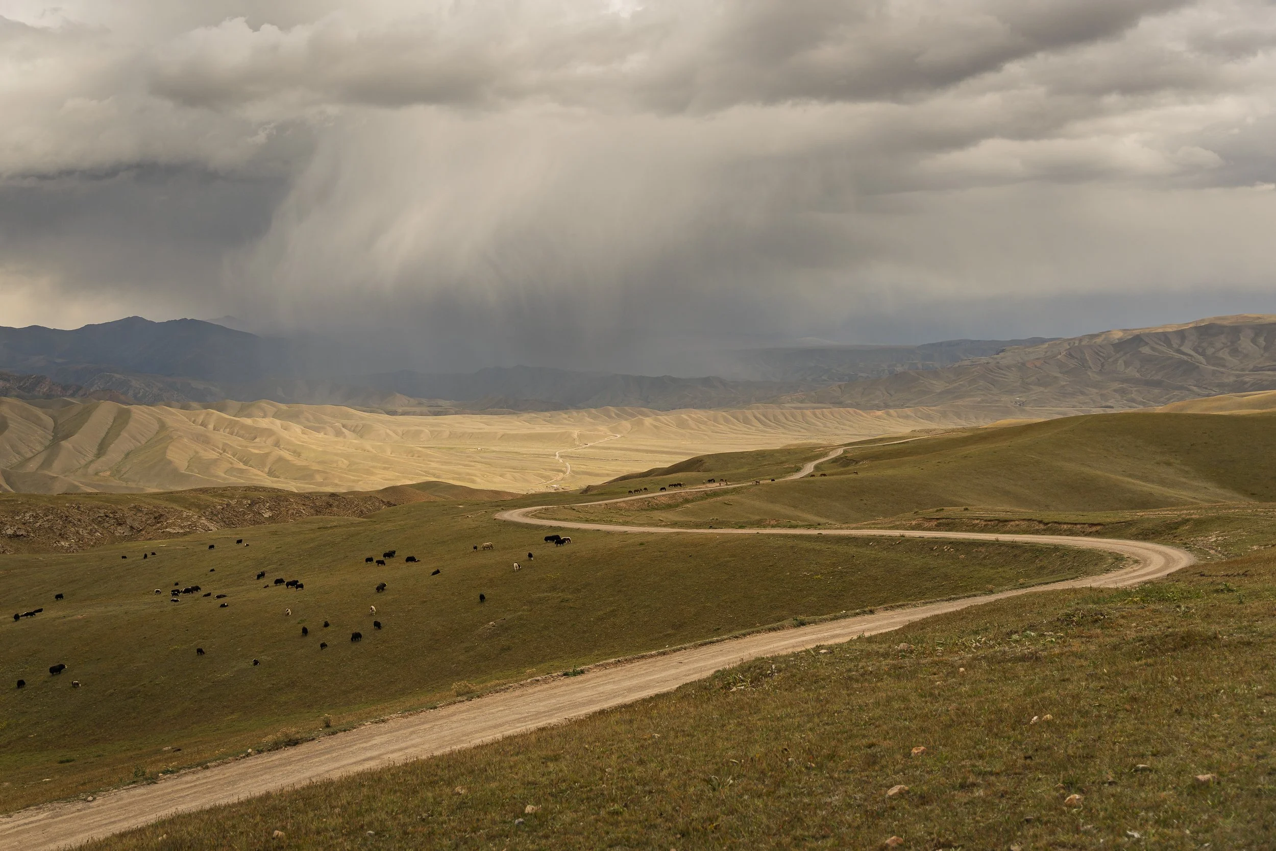 Light, shade and herds of Yaks on the way to Naryn
