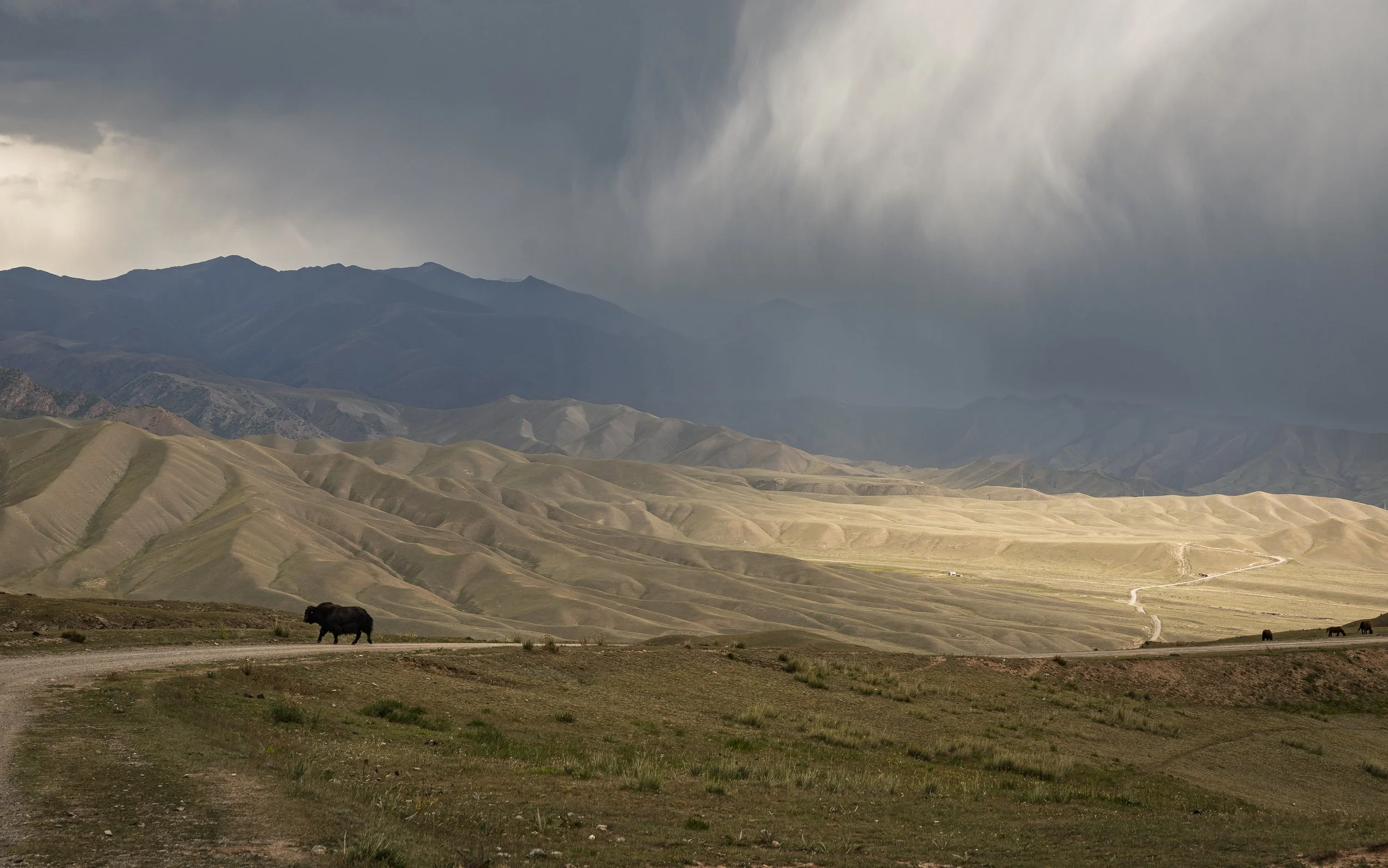 A lone Yak bracing for the brewing storm in central Kyrgyzstan