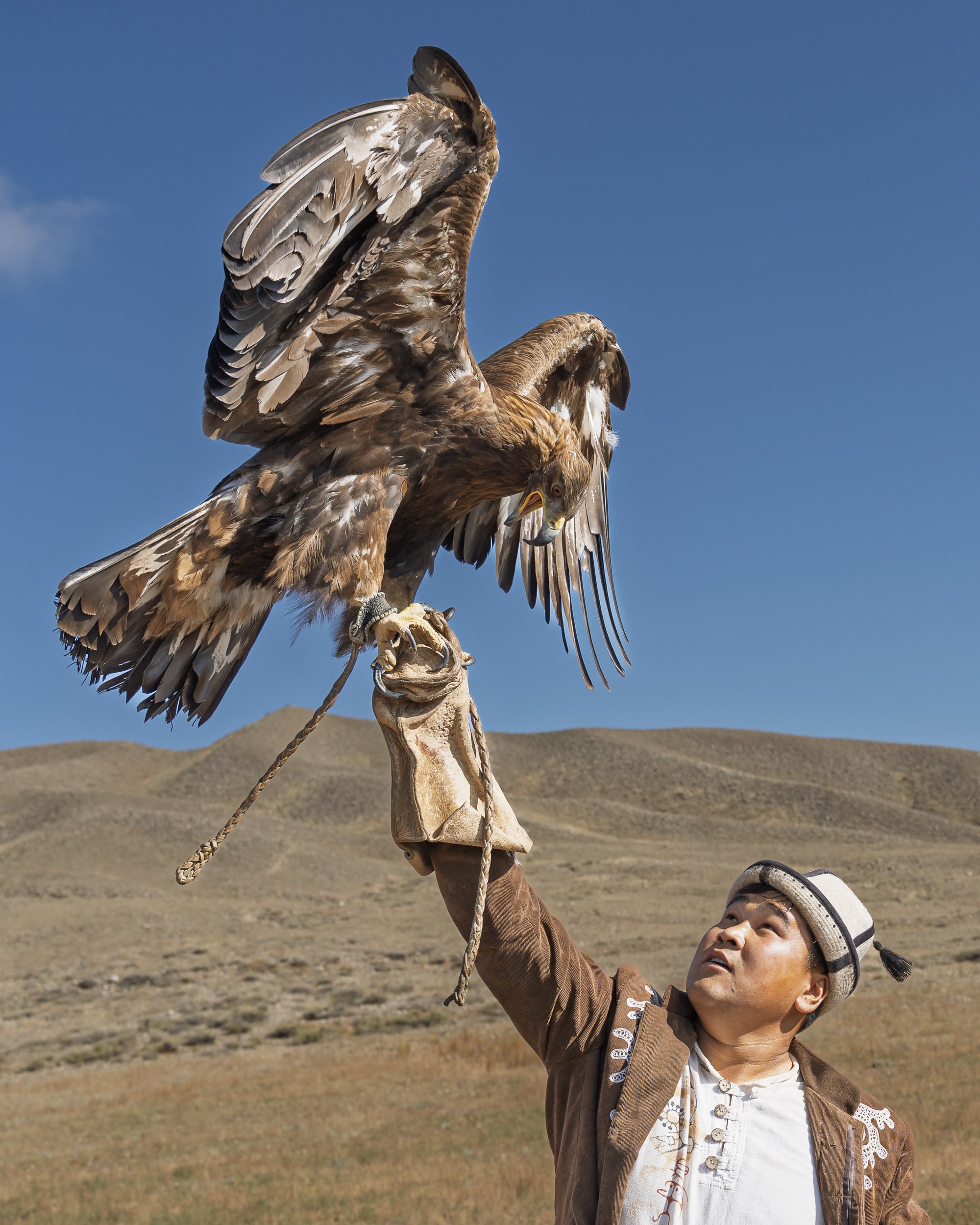Eagle handler feeding his bird