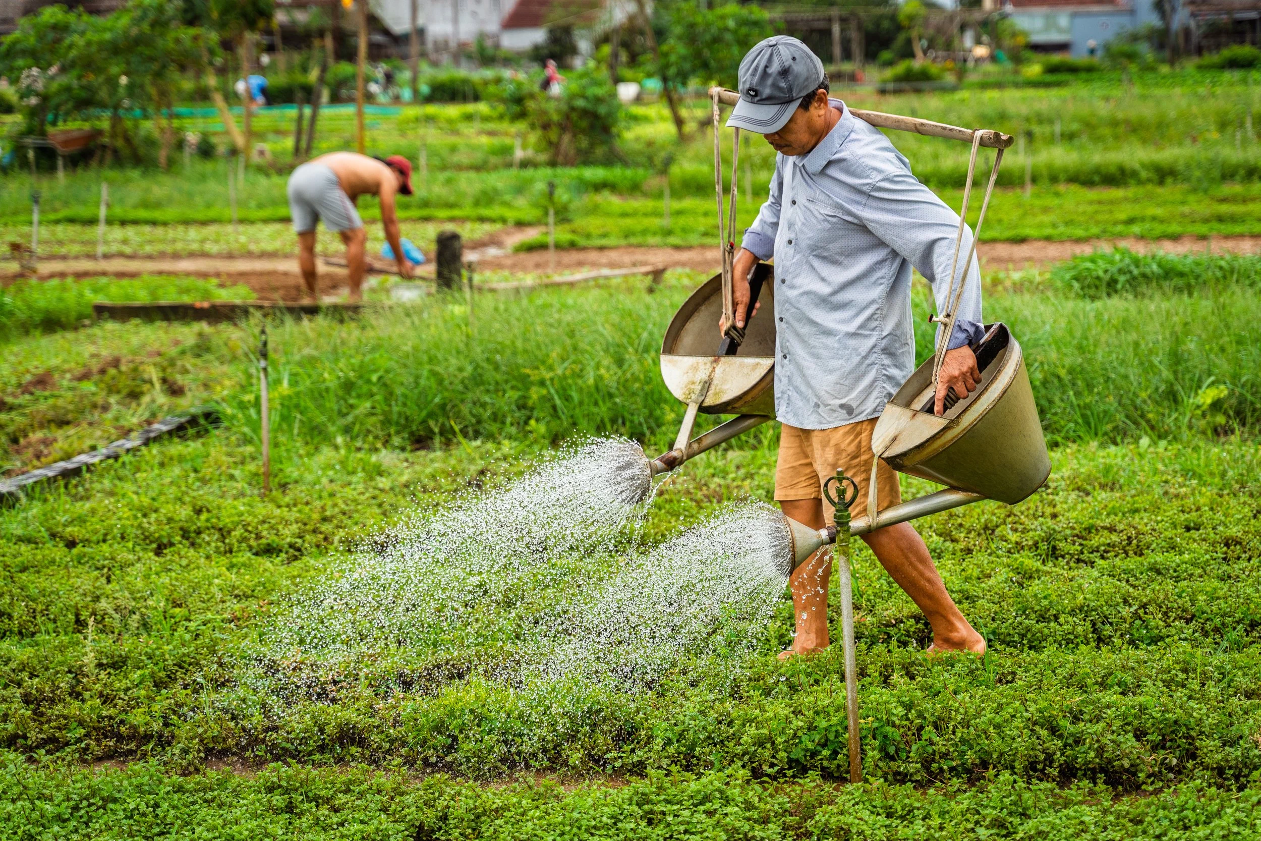 Farmer, Hoi An, Vietnam - 2026