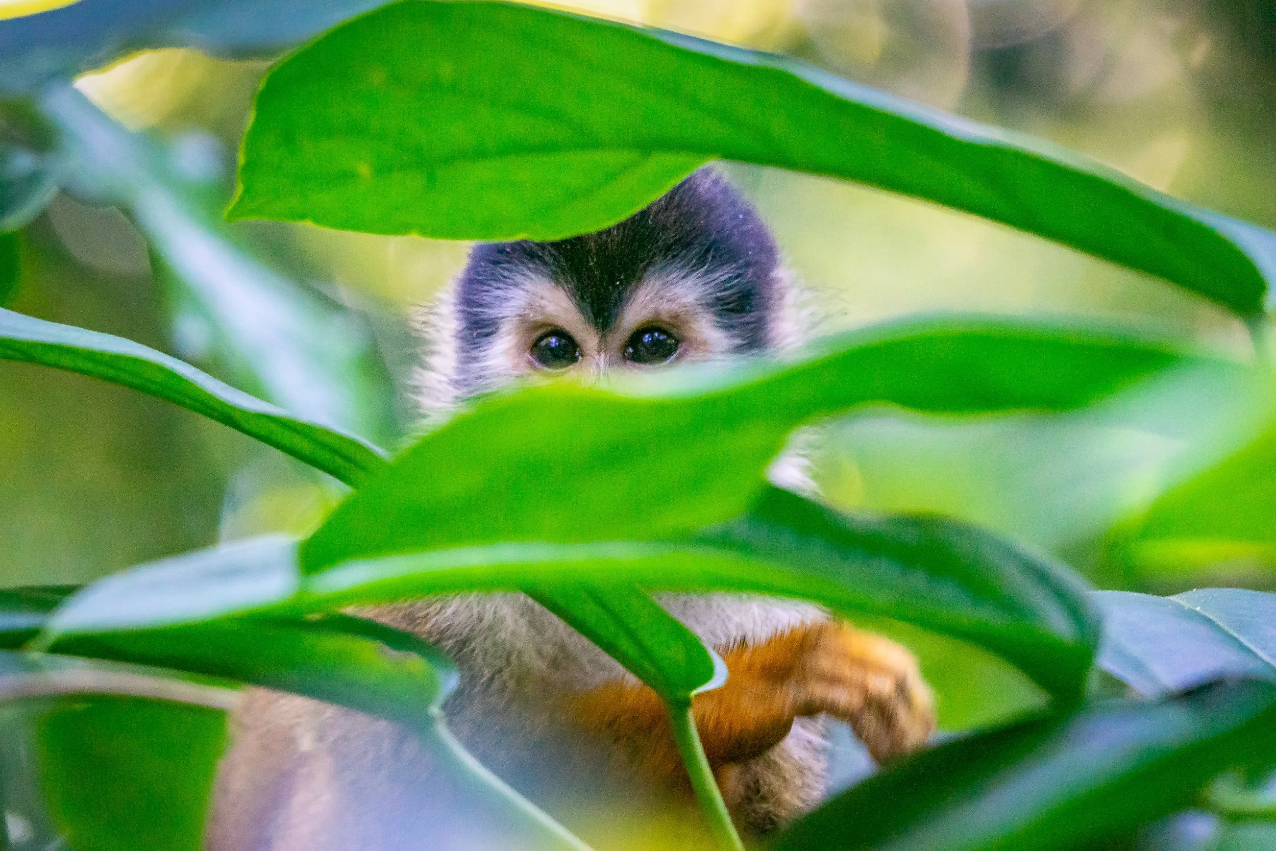 Corcovado National Park, Costa Rica (2022)