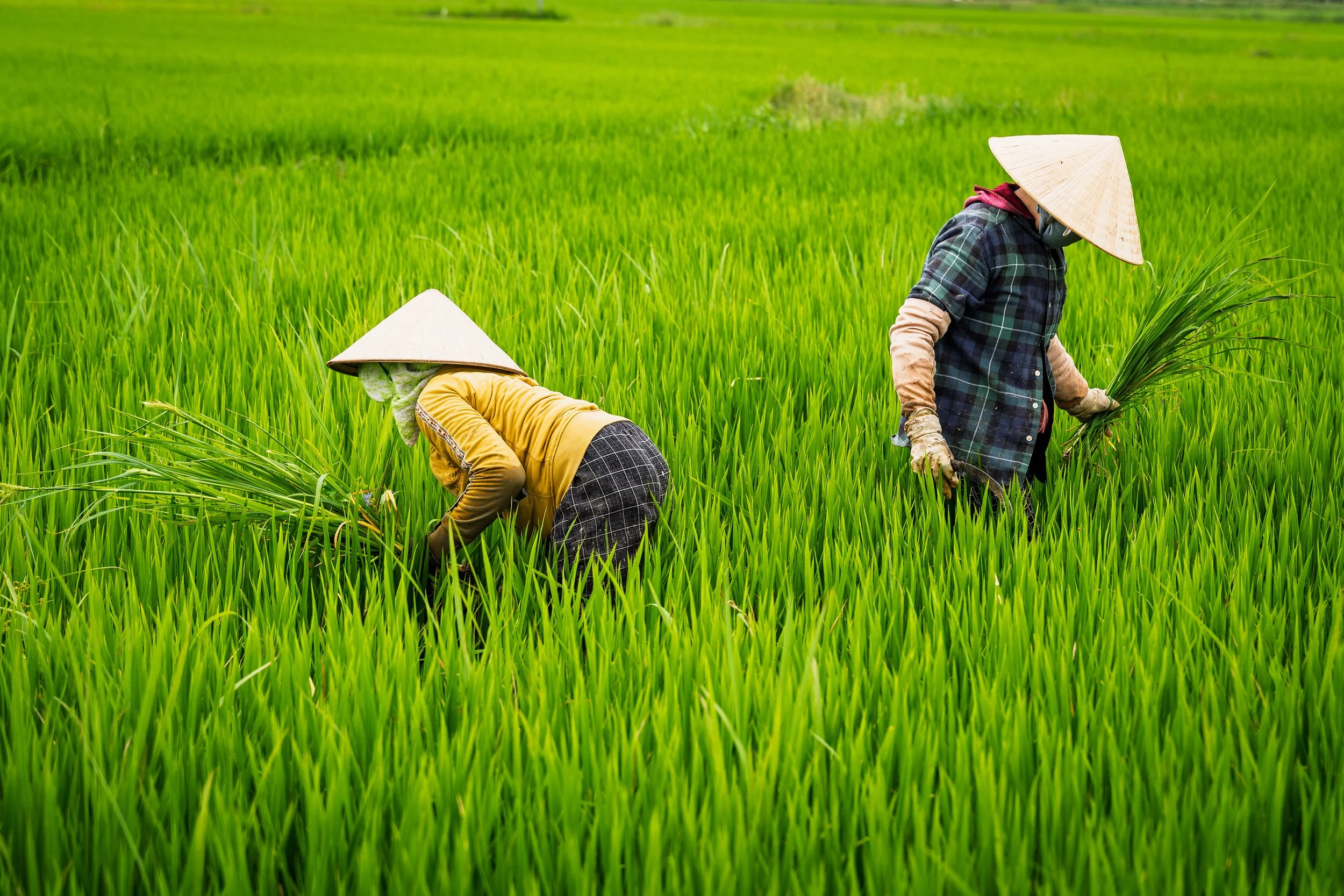 Rice Paddies, Hoi An, Vietnam - 2026