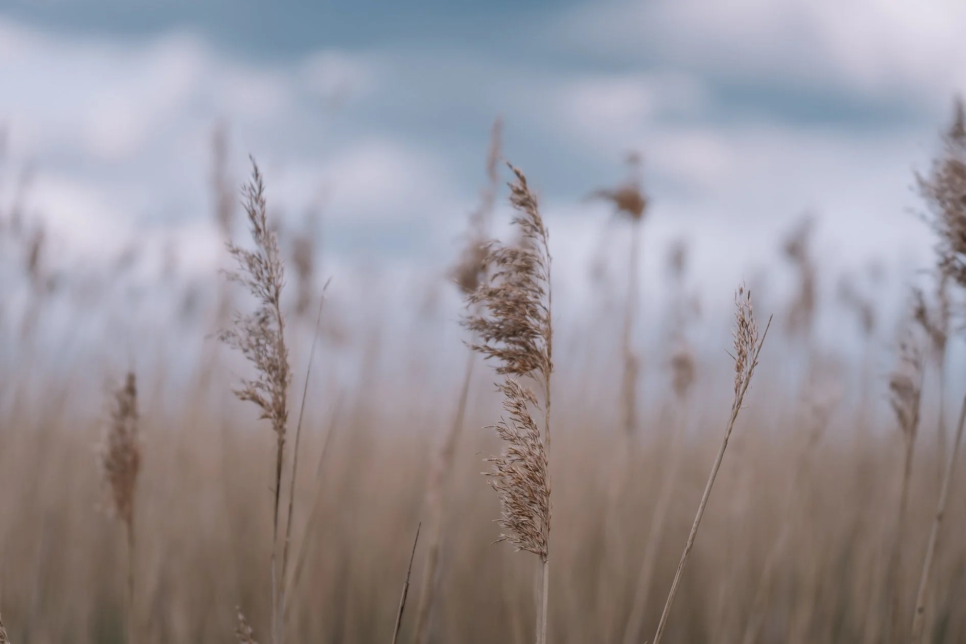 Close-up of tall dried grass stalks in a field with cloudy sky in background.