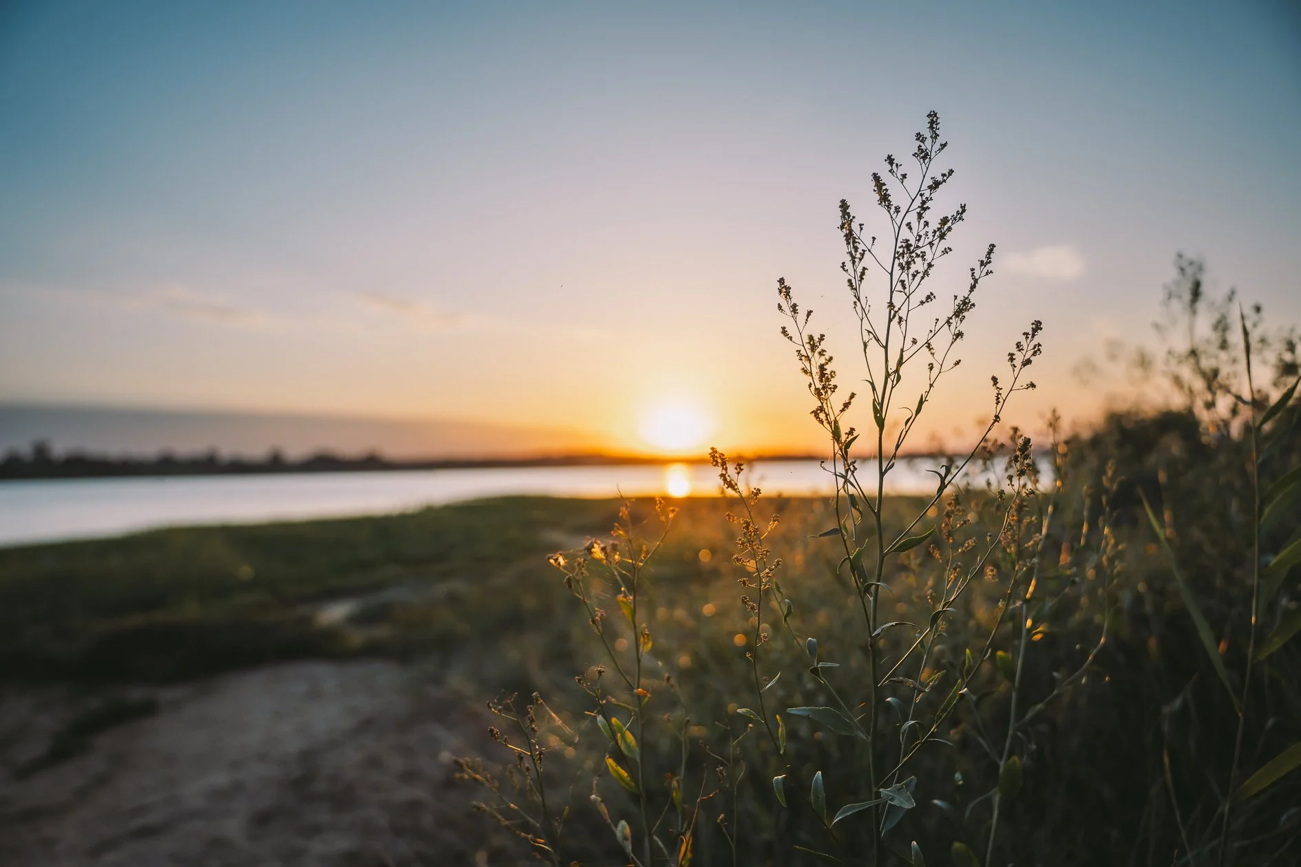 A sunset over a river with plants in the foreground and a partly cloudy sky.