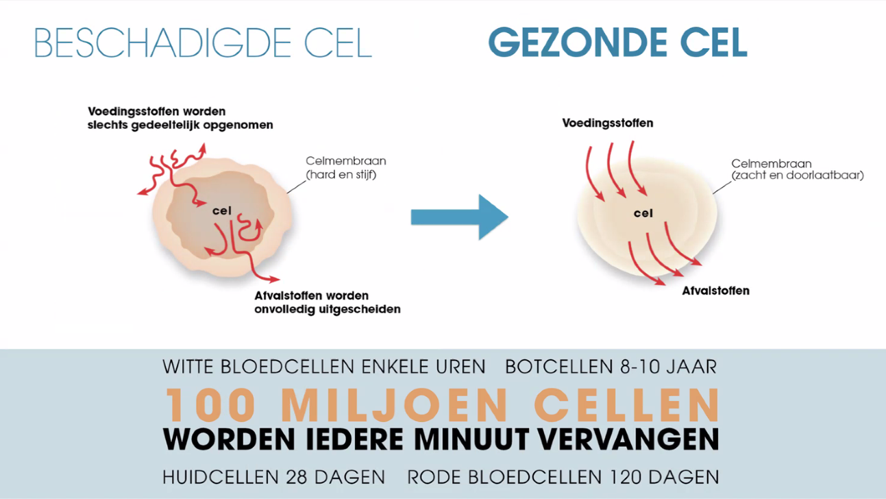 Vergelijking tussen beschadigde en gezonde cellen: De beschadigde cel heeft moeilijk toegankelijke voedingsstoffen en onvolledig afscheidend afval, terwijl de gezonde cel gemakkelijk voedingsstoffen opneemt en afval afscheidt. Onderstaand diagram toont dat witte bloedcellen elke minuut 100 miljoen cellen vervangen, met een levensduur van 28 dagen voor huidcellen en 120 dagen voor rode bloedcellen.