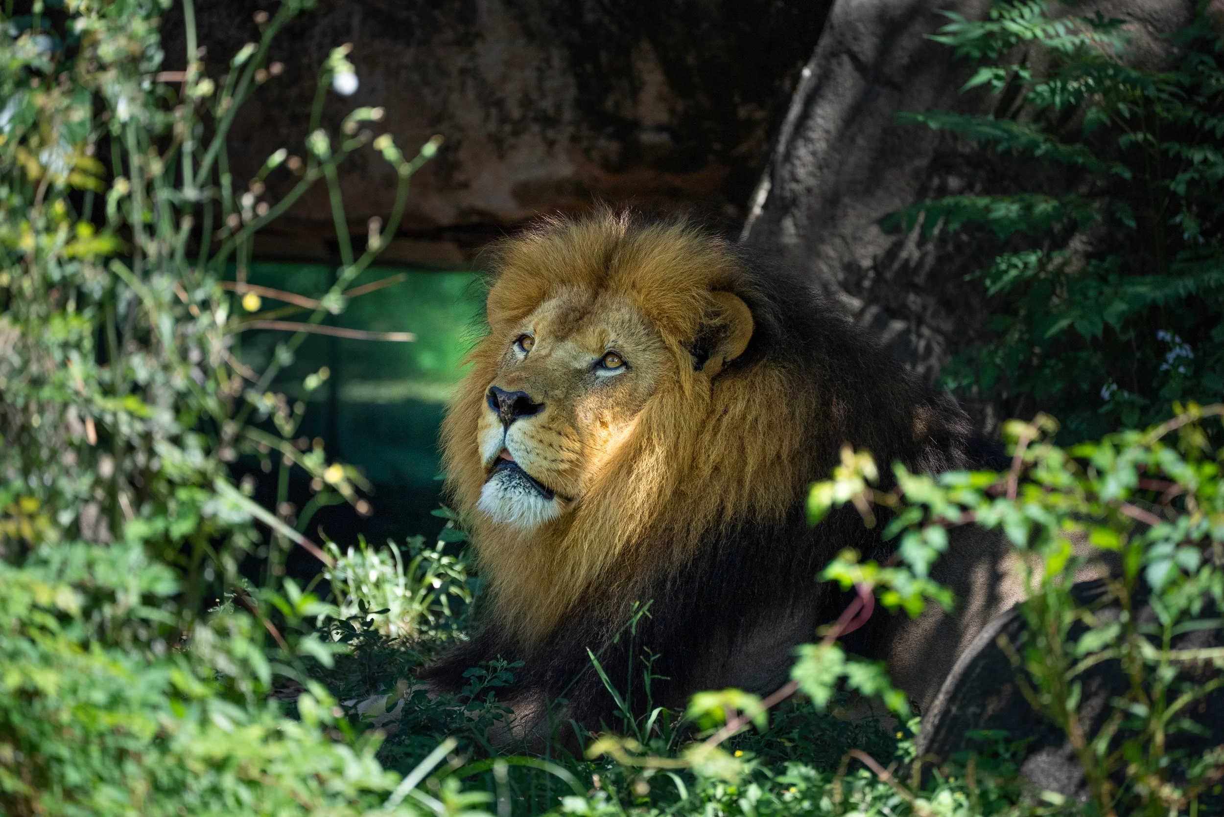 Wildlife