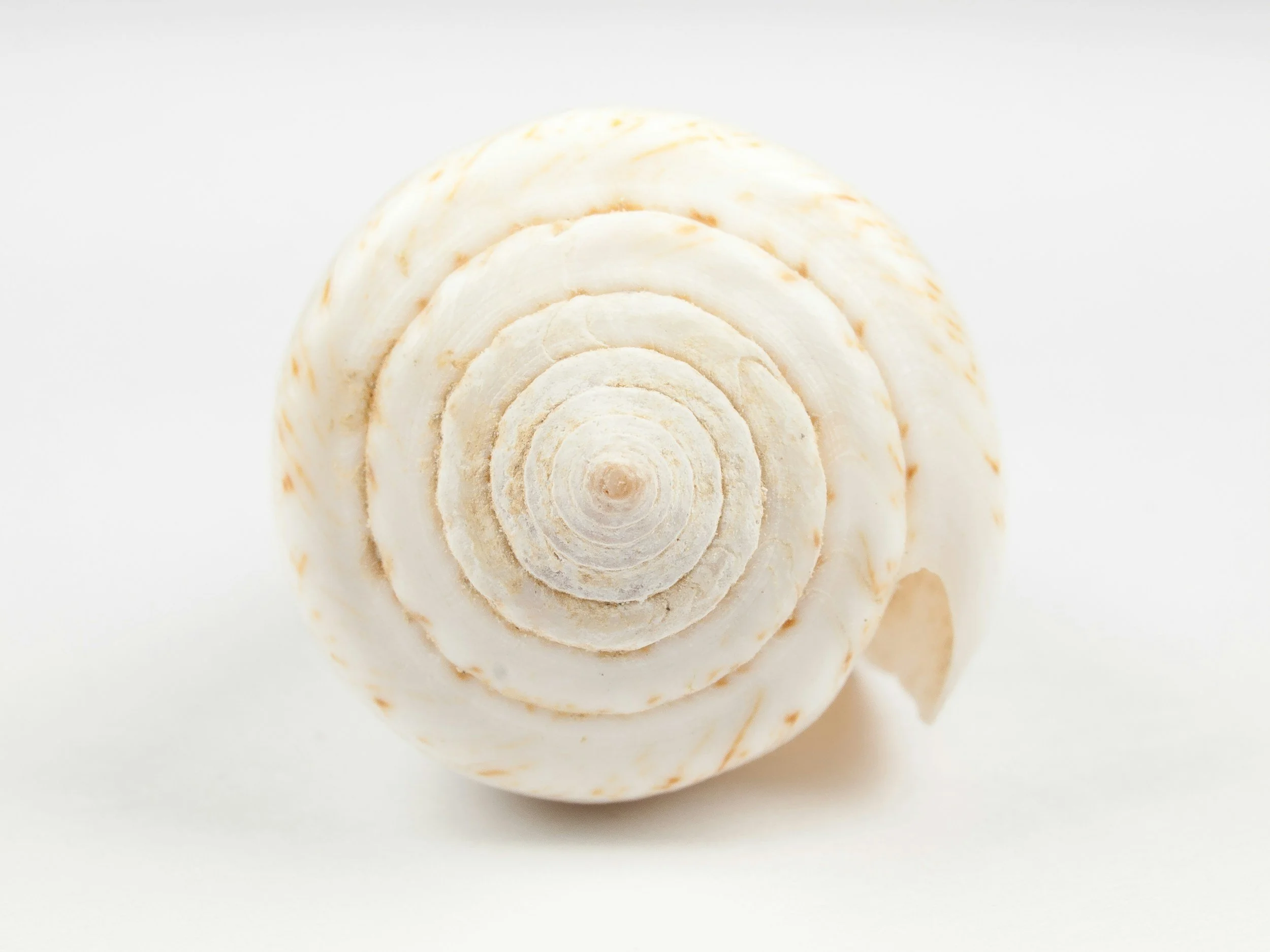 a shell with spiral pattern represneting the act of centering yourslef in th epresence of love