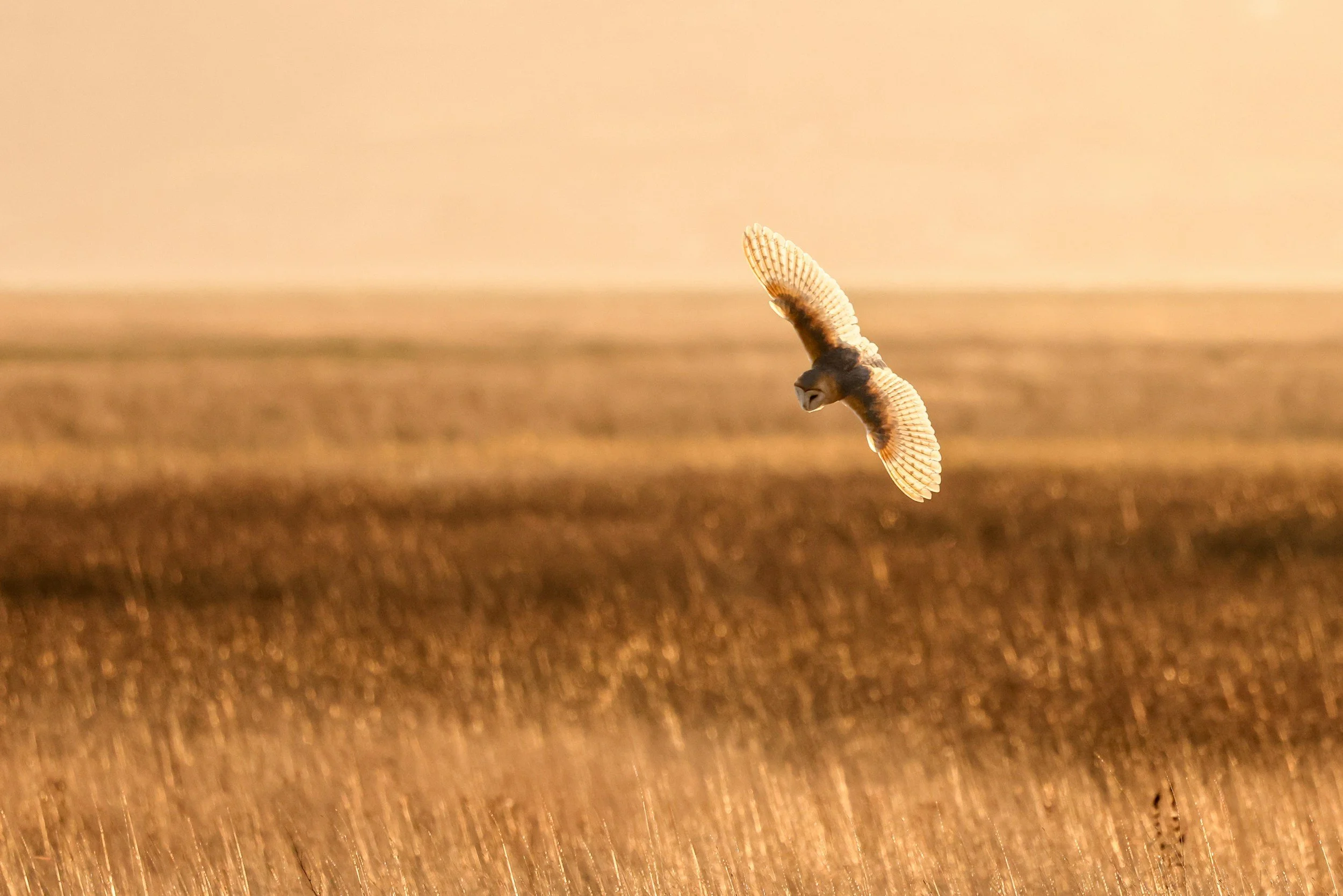 owl flying over field representing an ambided way of living love