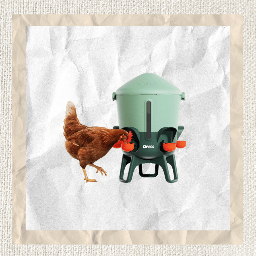 Standing Chicken Waterer