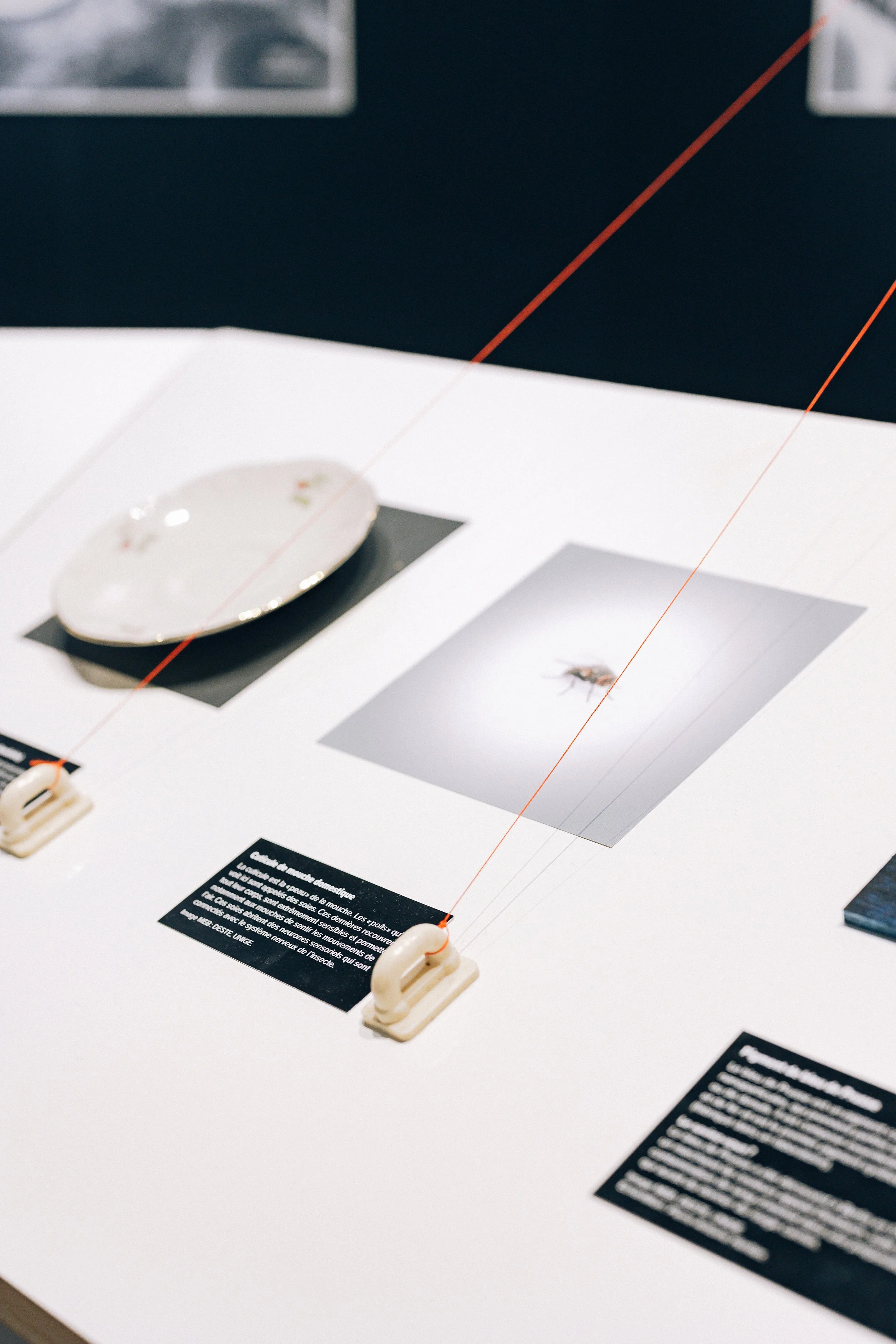 Scénographie d'exposition immersive avec panneaux d'information scientifiques écrits en français, des images, ainsi que des petits objets. Il y a également des fils rouges tendus au-dessus de la table.