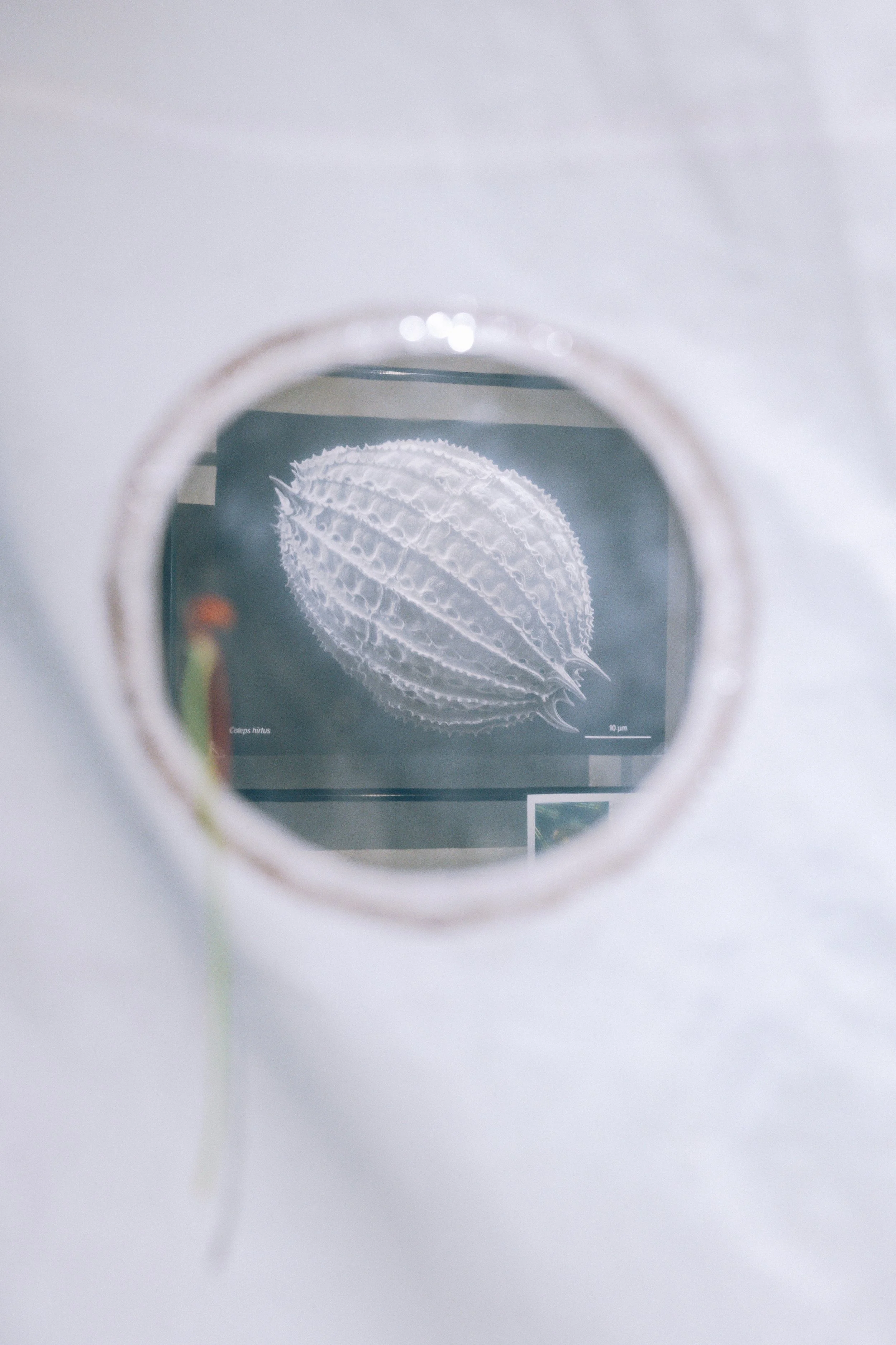 Hublot d'une voile de bateau à travers lequel on voit une image de micro-organisme en microscopie.