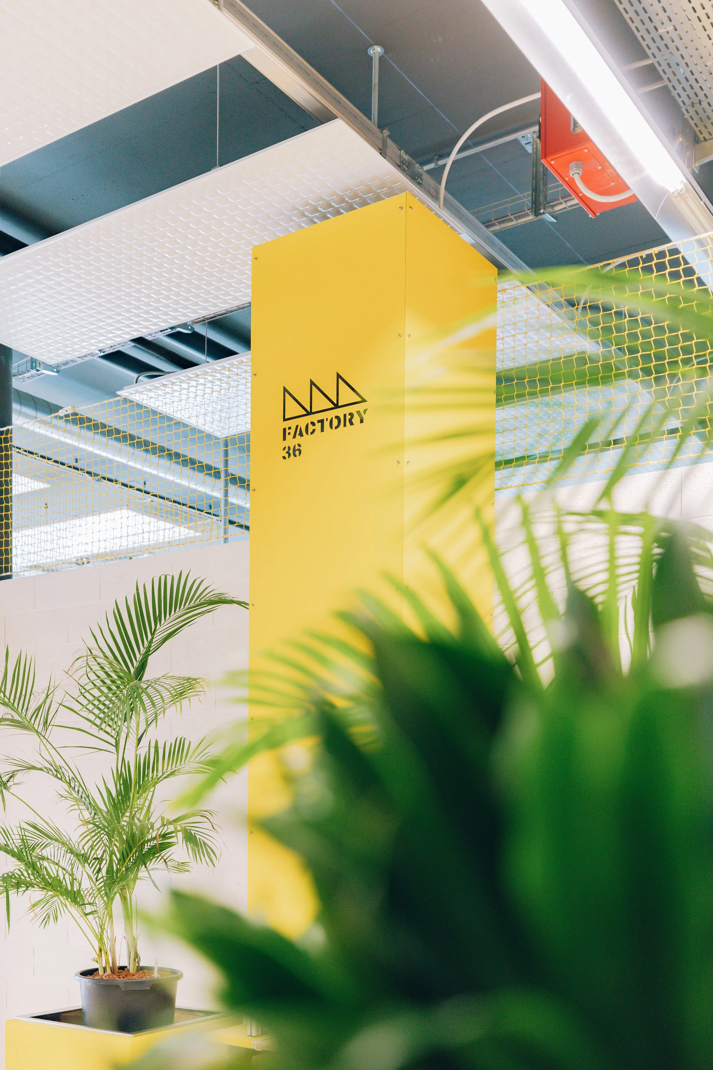 Une plante verte en pot située sur une table ou un comptoir dans un espace intérieur avec un mur blanc en arrière-plan, une grande colonne jaune avec un logo "Factory 36", des éléments métalliques et des réseaux de sécurité jaune.