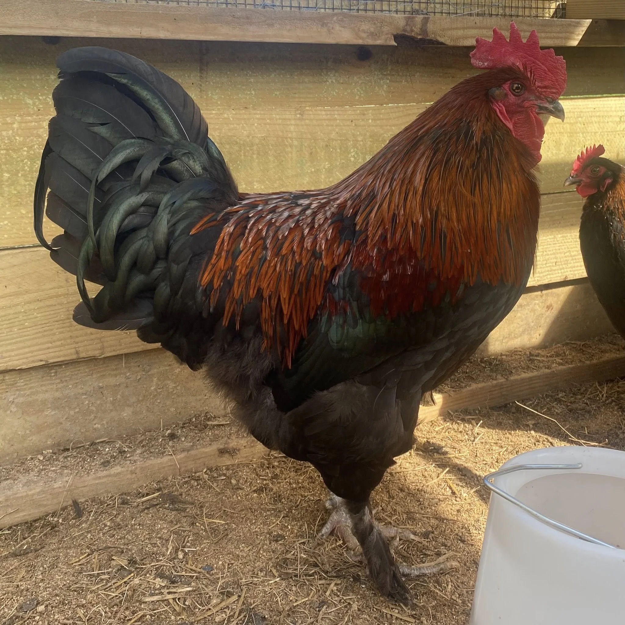 Black Copper Marans  (one dozen hatching eggs)