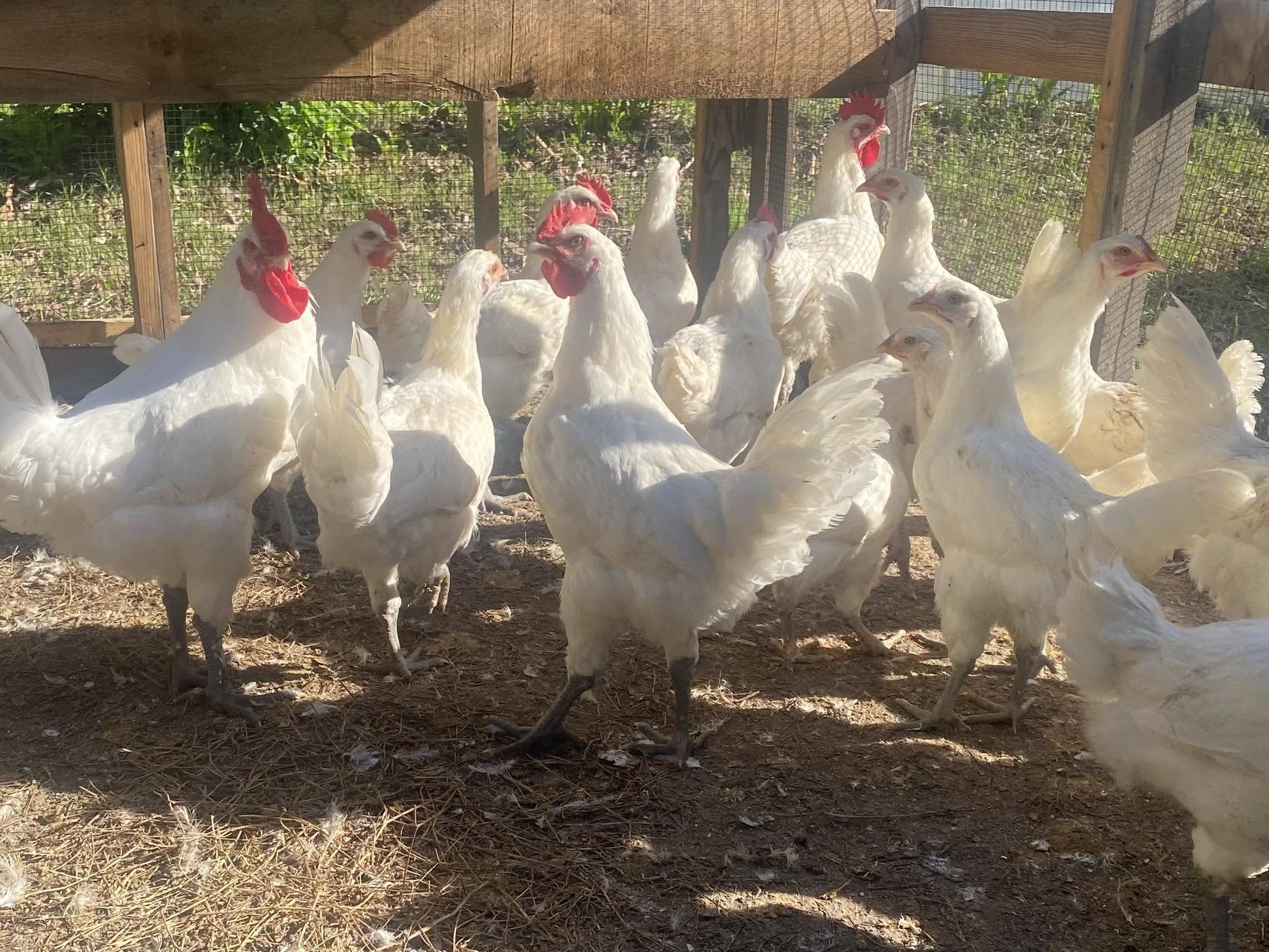 American Bresse  (one dozen hatching eggs)