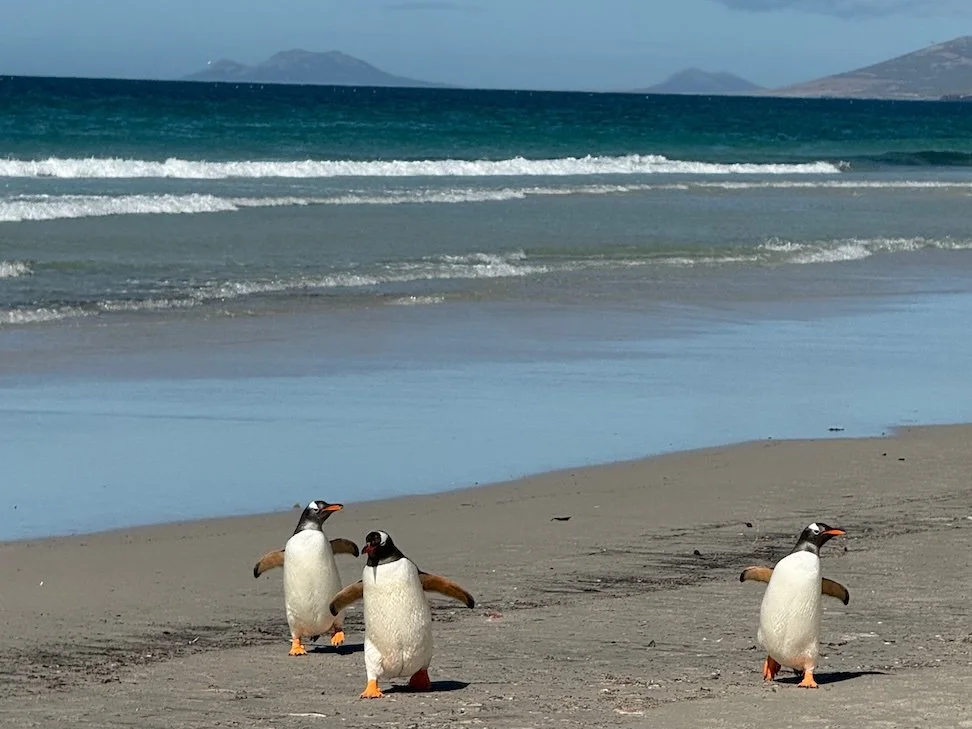Rockhoppers, Albatross Chicks, and a Beach Full of Penguins in the Falklands