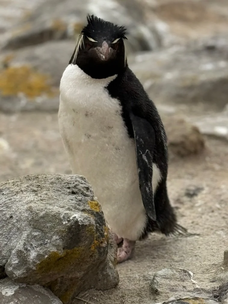 Watching Rockhopper Penguins Earn Their Name on New Island